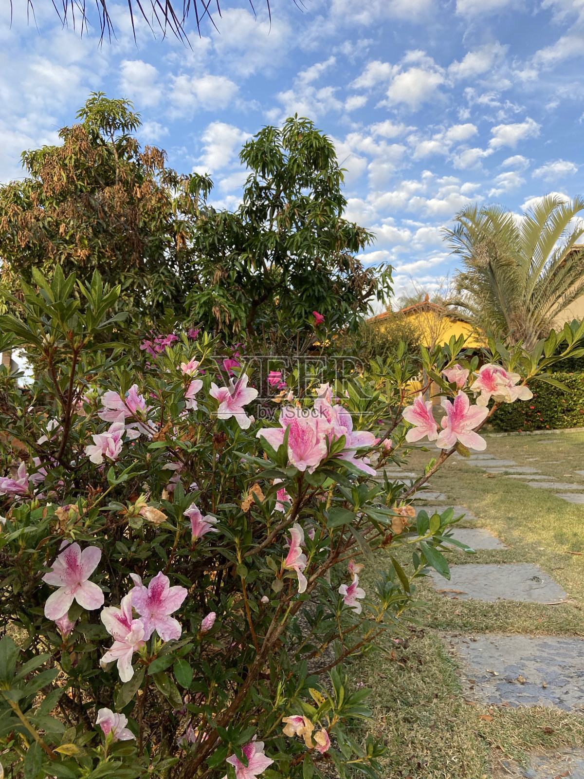 制鞋商Azaleia照片摄影图片