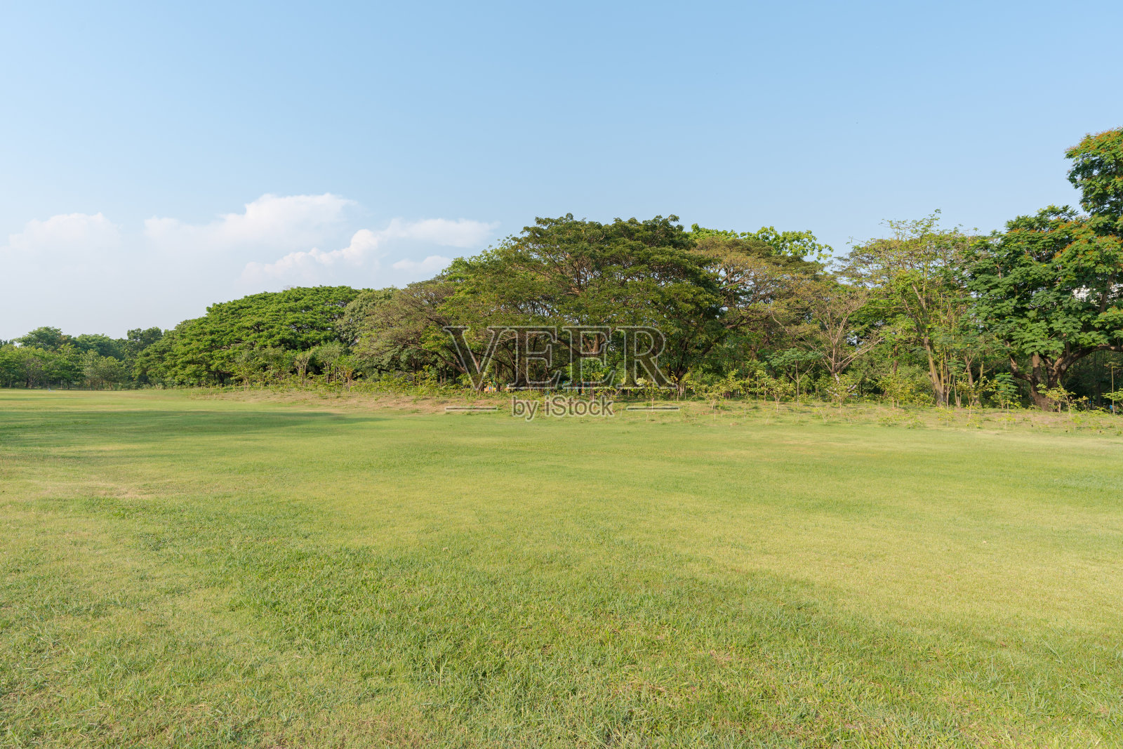 草地和绿树在美丽的公园照片摄影图片