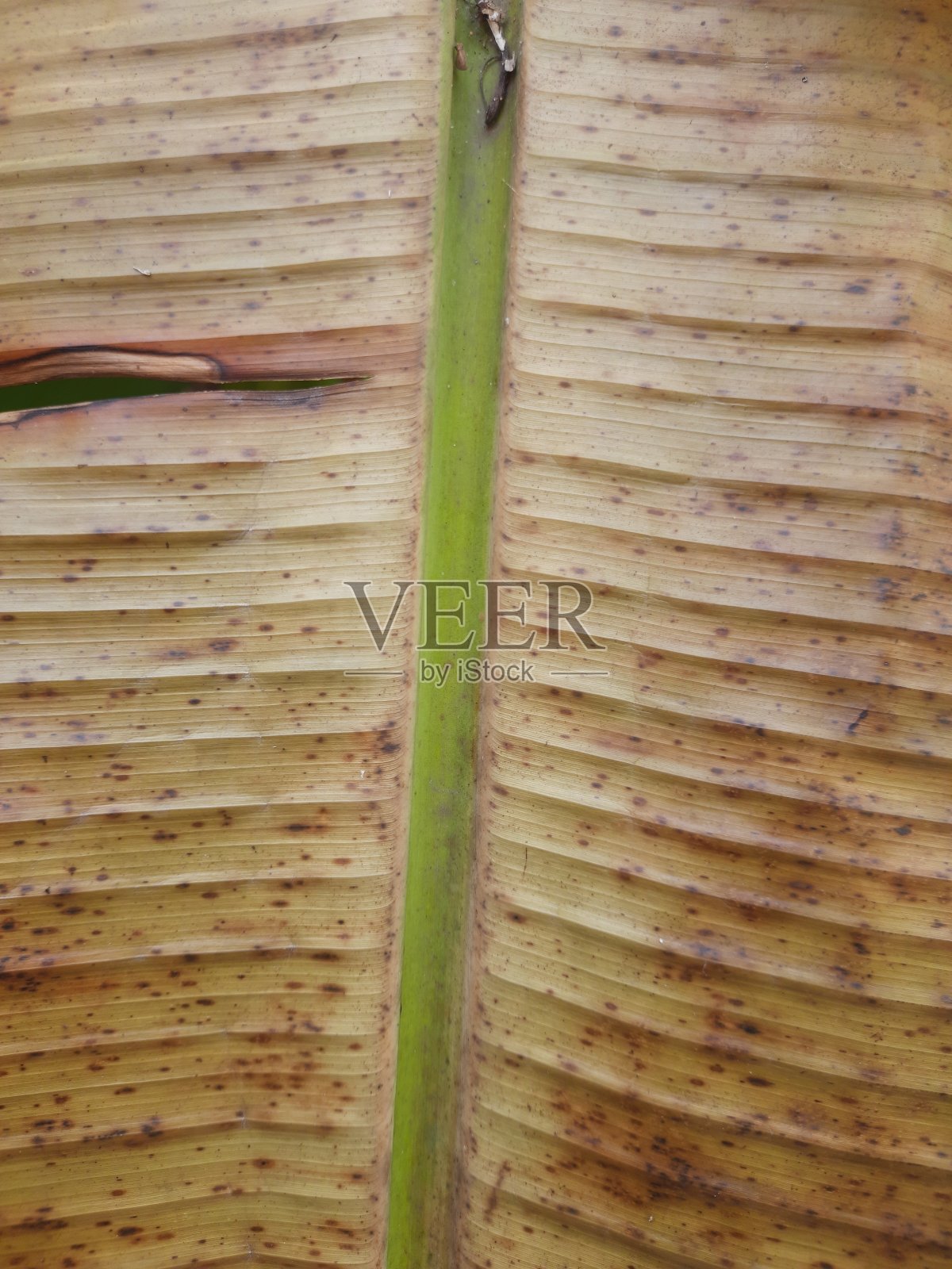 干香蕉叶的纹理特写照片摄影图片