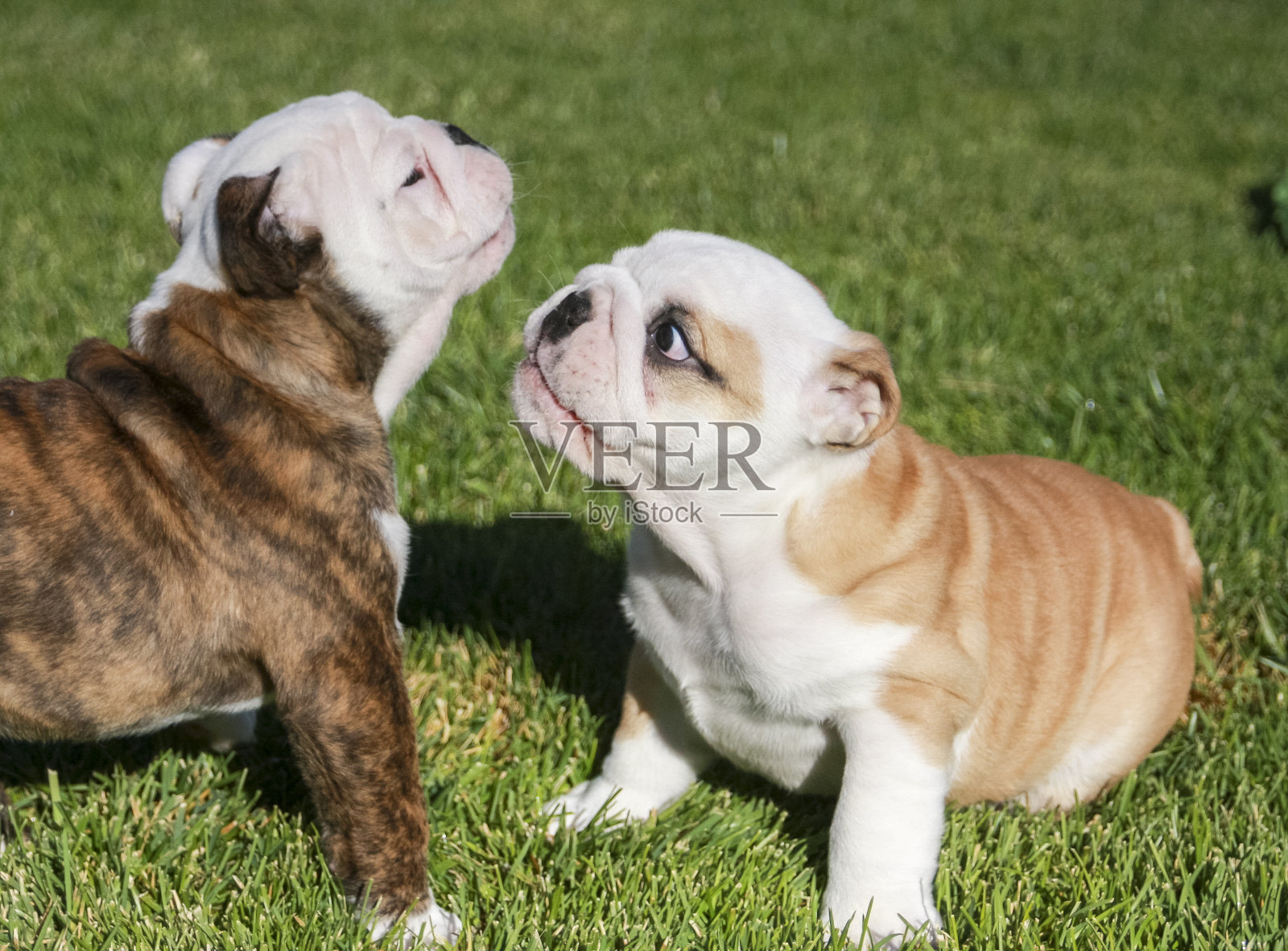 两只英国斗牛犬小狗在玩耍照片摄影图片