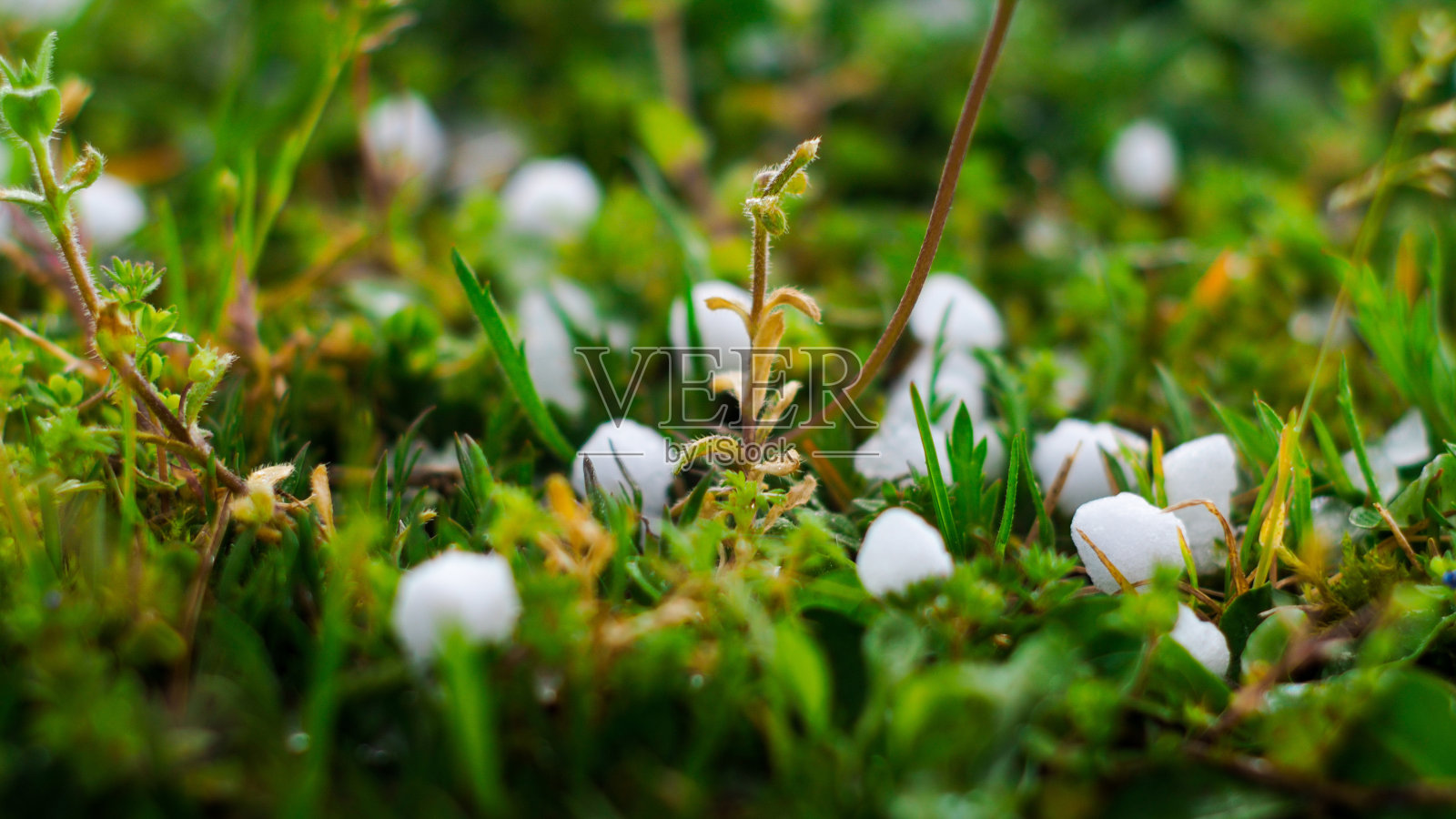 草地上有冰雹照片摄影图片
