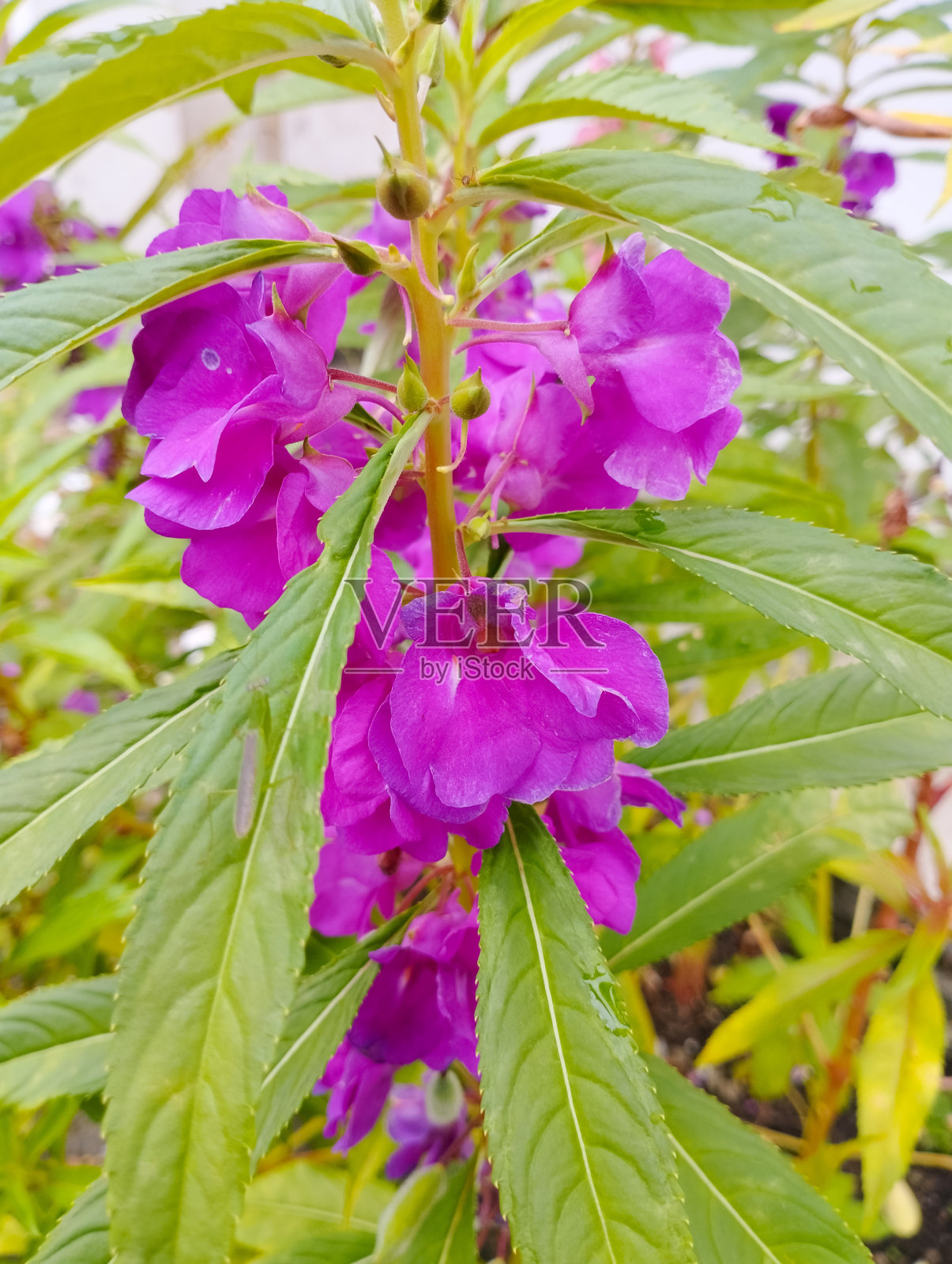 凤仙花或bunga pacar air的特写照片摄影图片