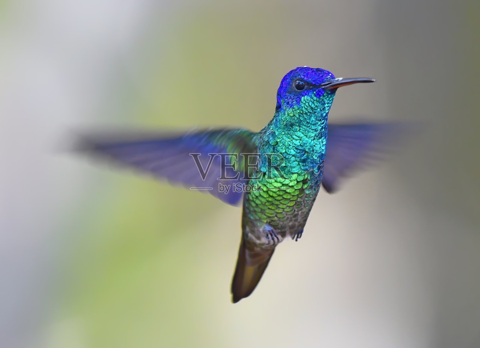 金尾蓝宝石蜂鸟照片摄影图片