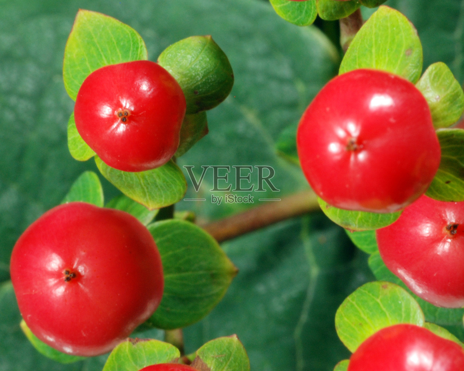 红色浆果照片摄影图片