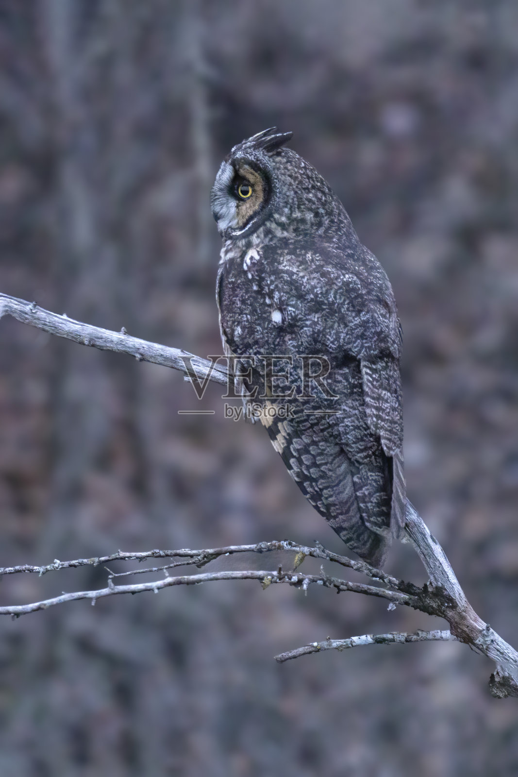 长耳猫头鹰,三角洲,BC省,加拿大照片摄影图片