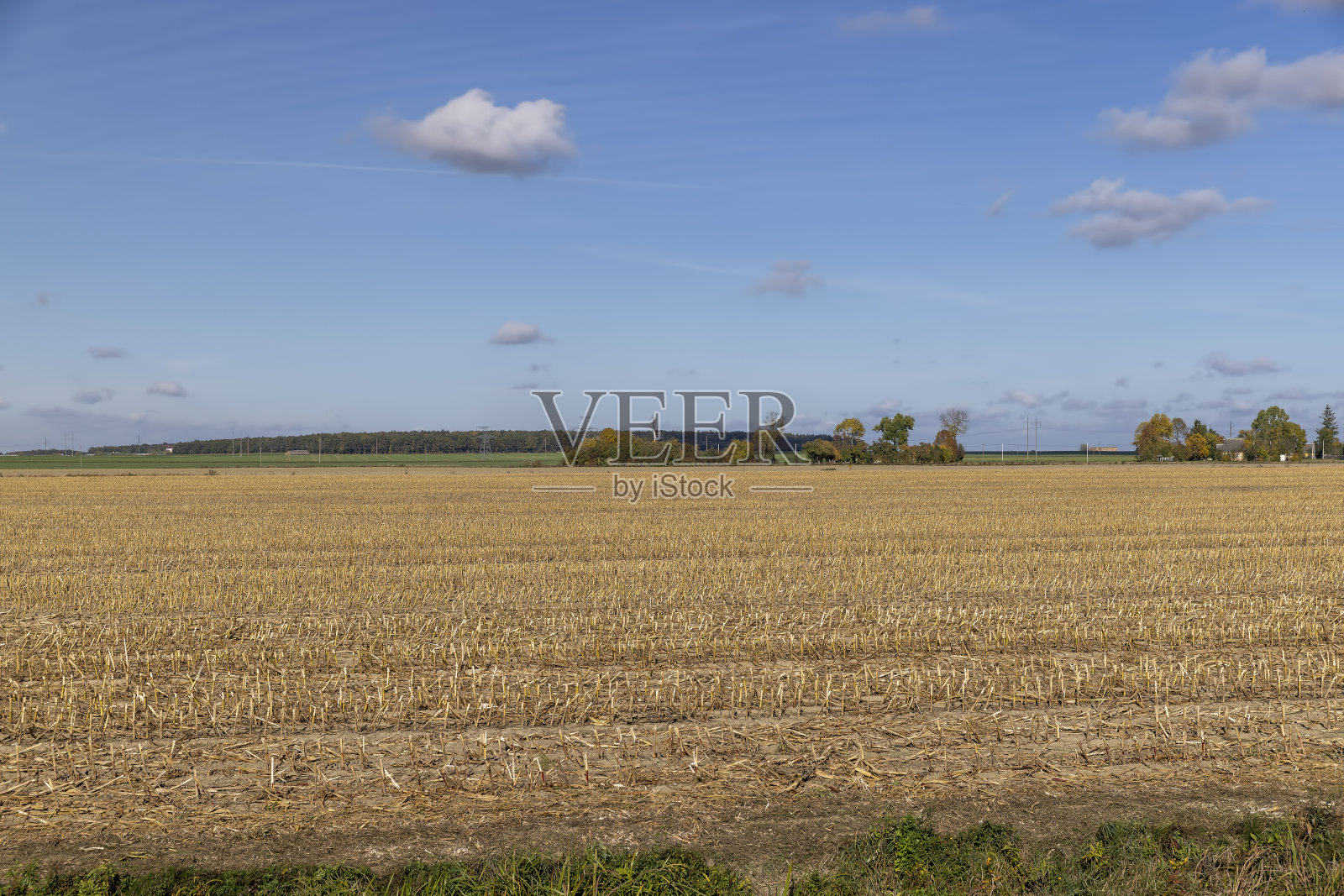 夏天地里成熟的玉米照片摄影图片