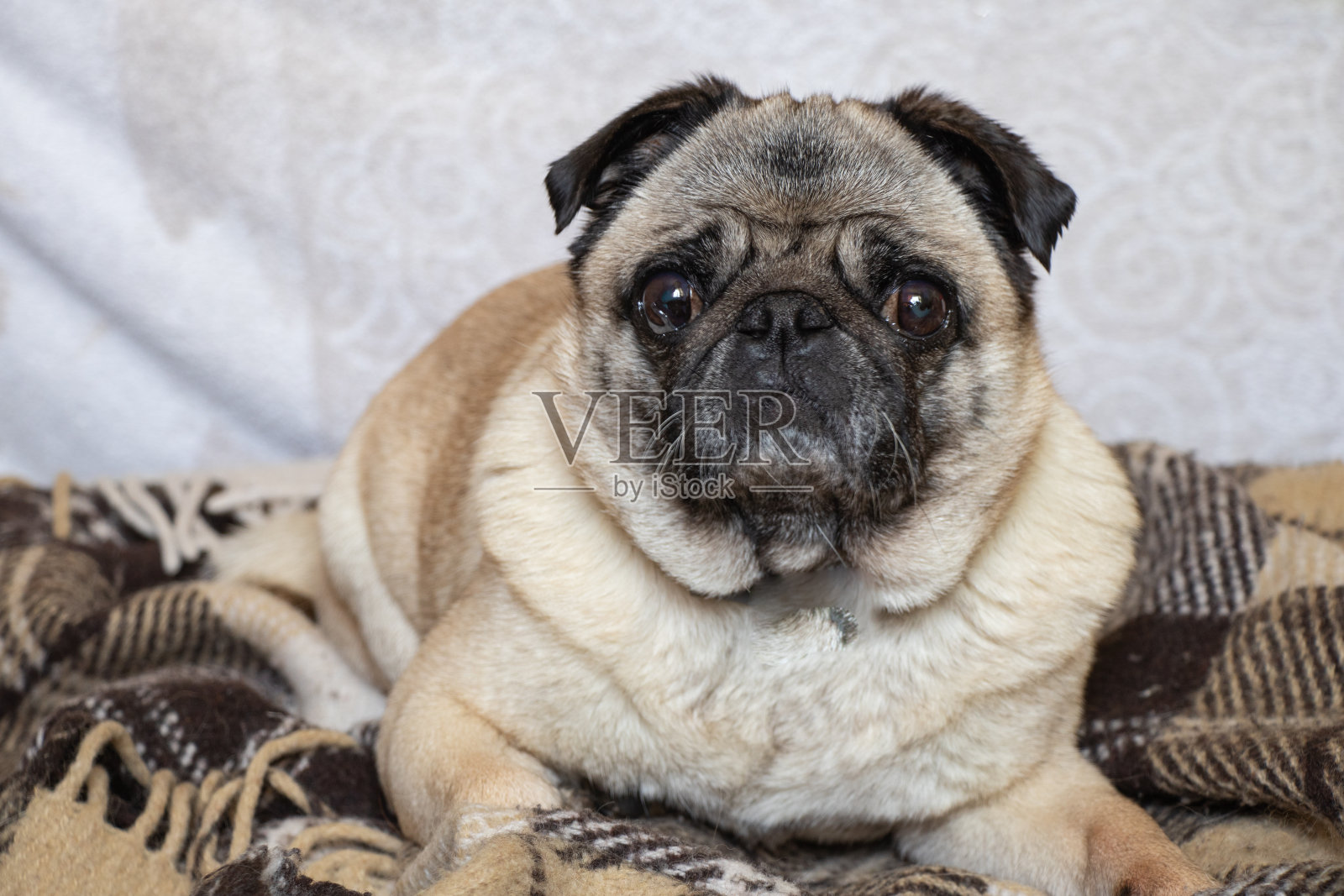 小哈巴狗坐在房间的地毯上照片摄影图片