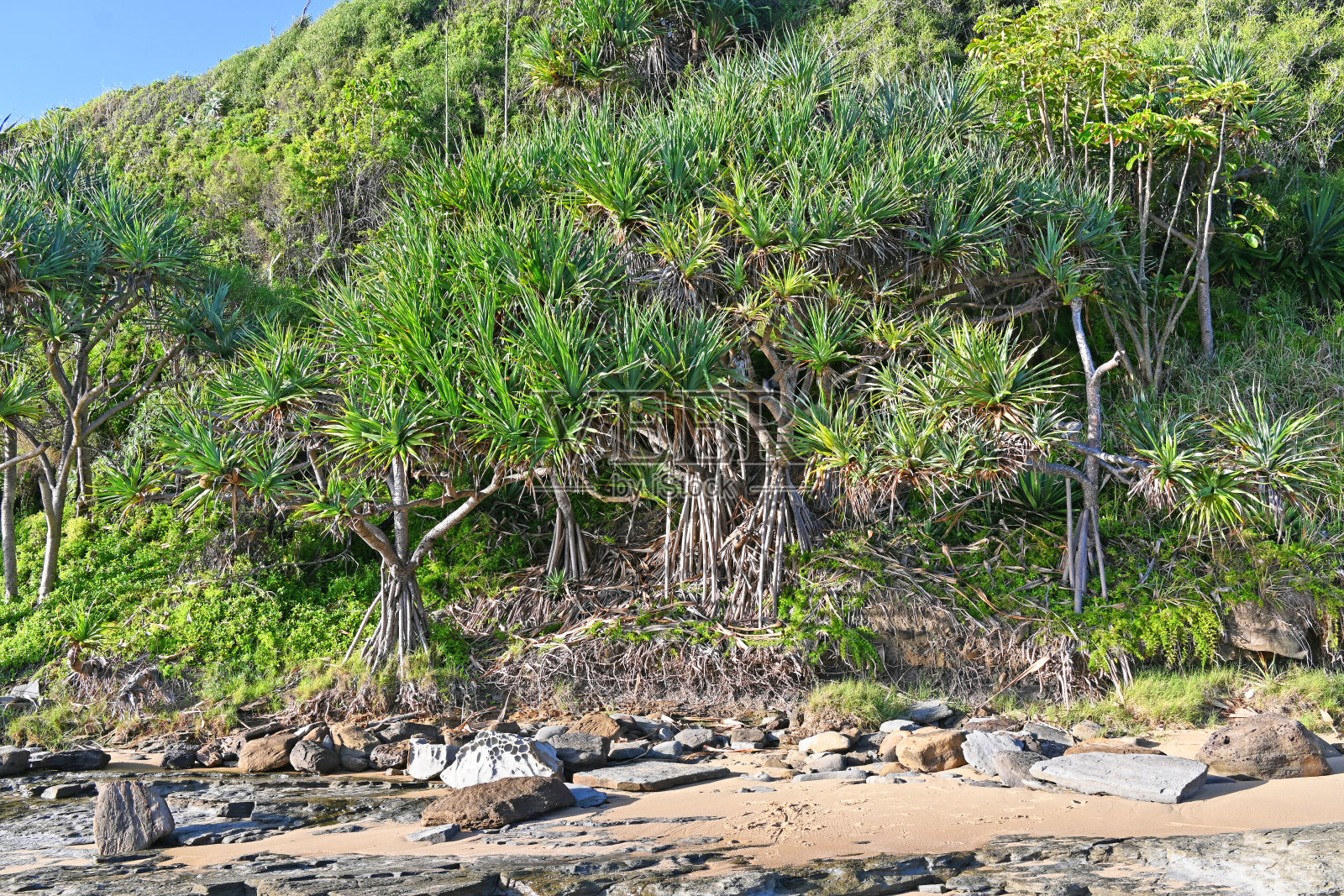 露兜树树照片摄影图片