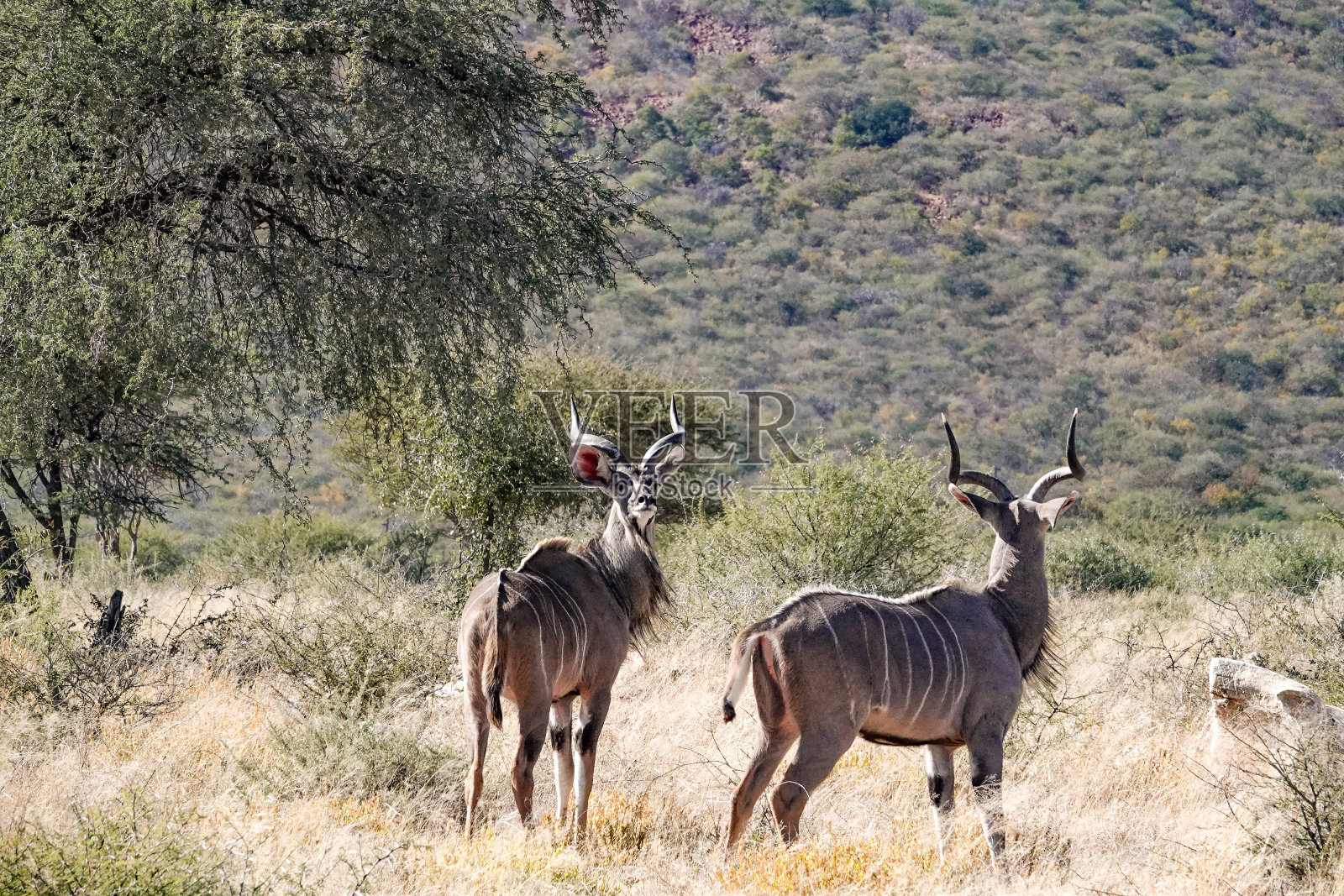 纳米比亚Otjozondjupa地区Omboroko山区的巨尾羚照片摄影图片