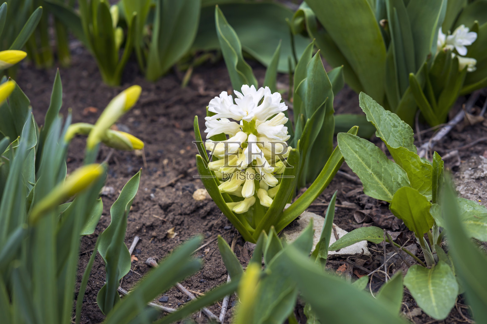 美丽的白色风信子花生长在户外照片摄影图片