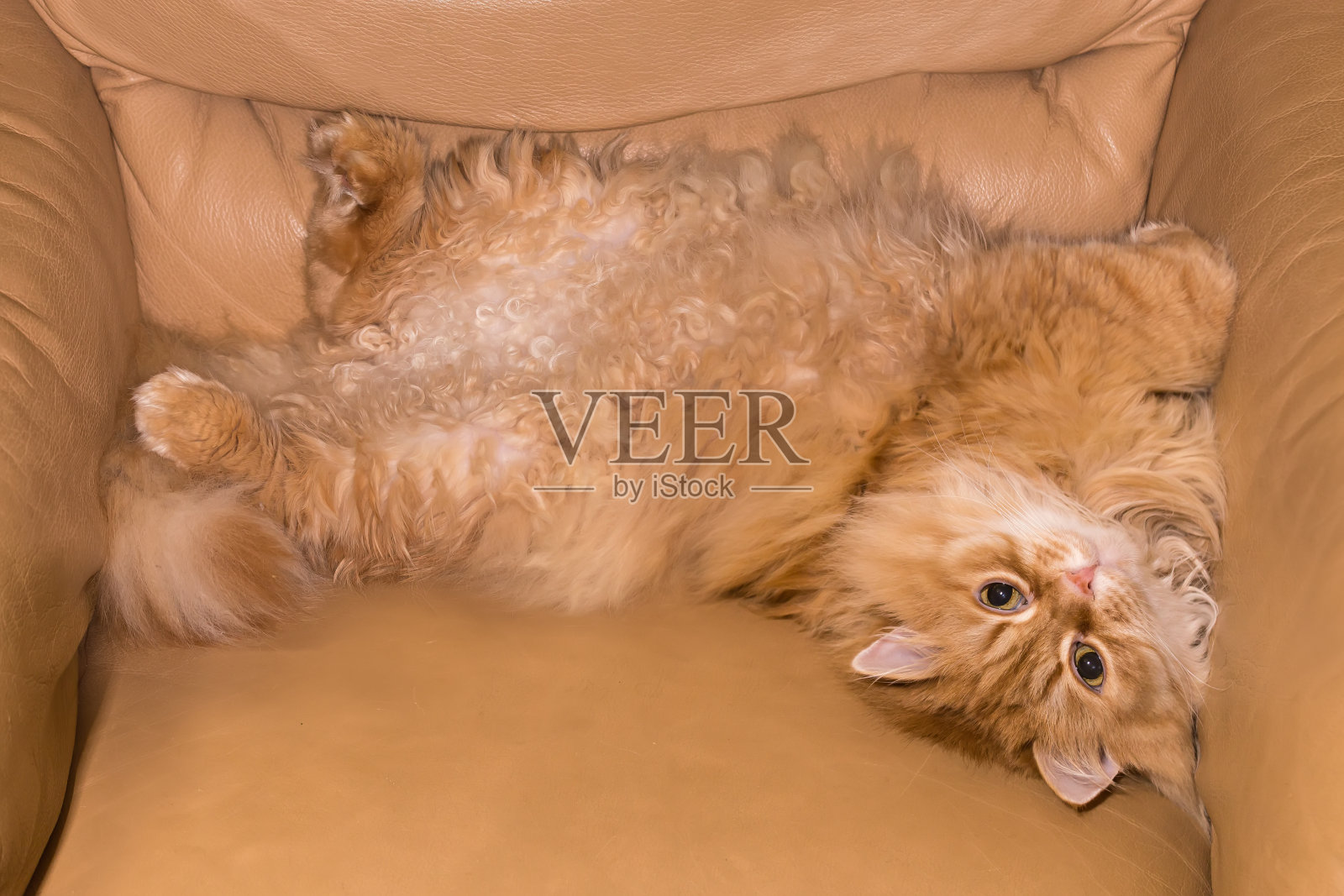 姜猫躺在旧的黄色皮革扶手椅上照片摄影图片