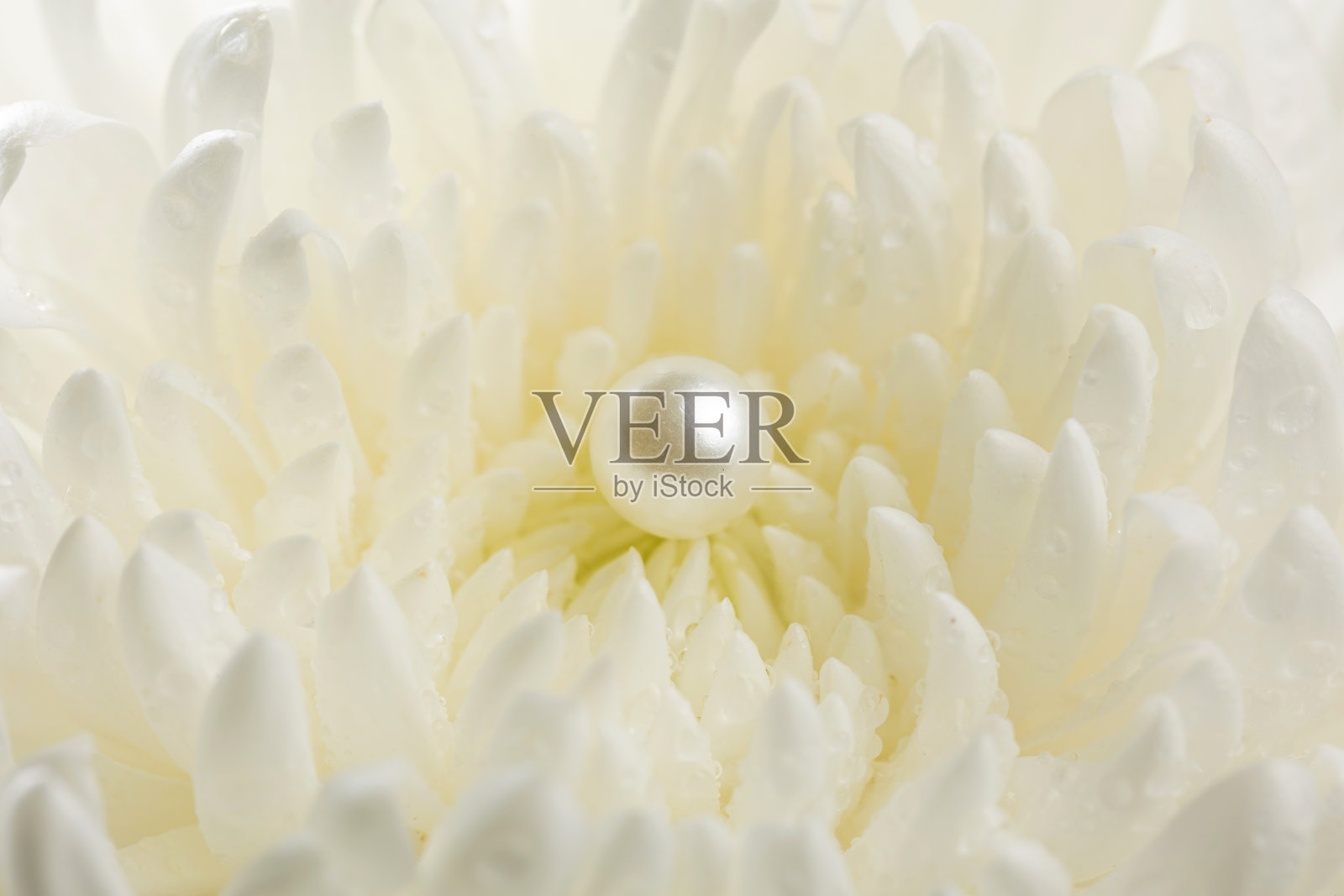 花中的珍珠照片摄影图片