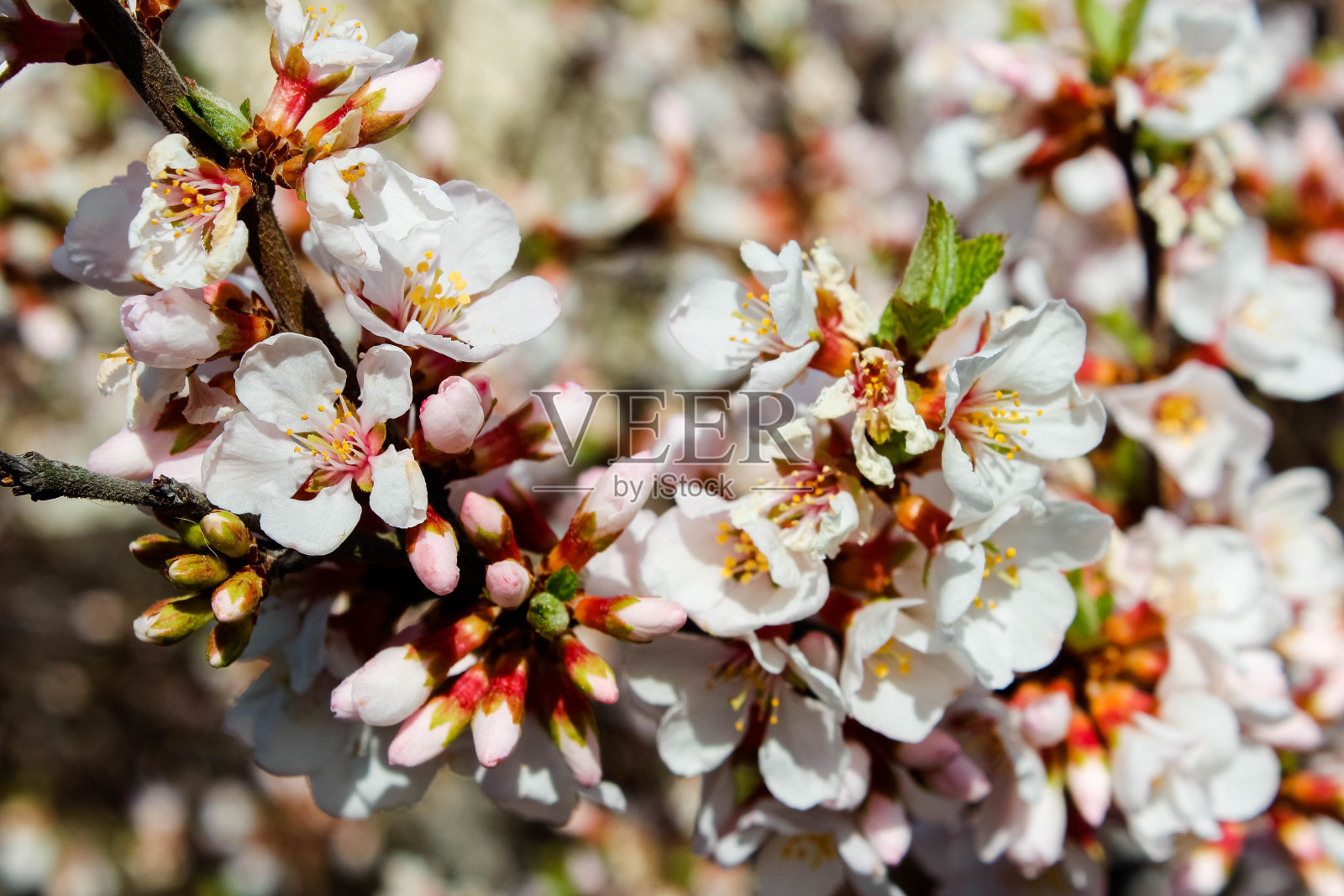 开花的梅树。开粉红色花的梅花树枝春天开花的梅树照片摄影图片