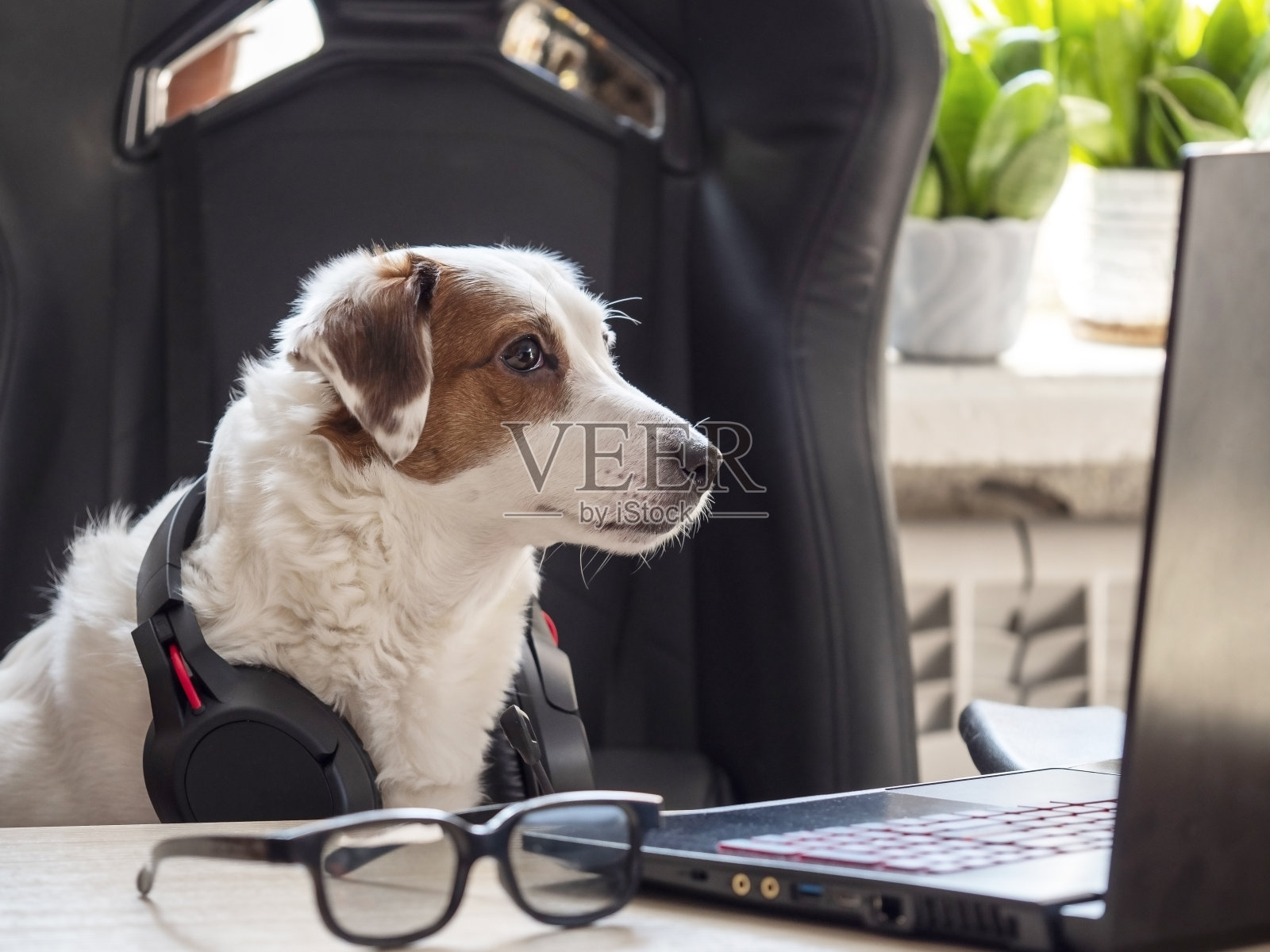 一只戴着耳机的白狗在他的办公桌前看着他的笔记本电脑。在家工作的概念,培训。照片摄影图片
