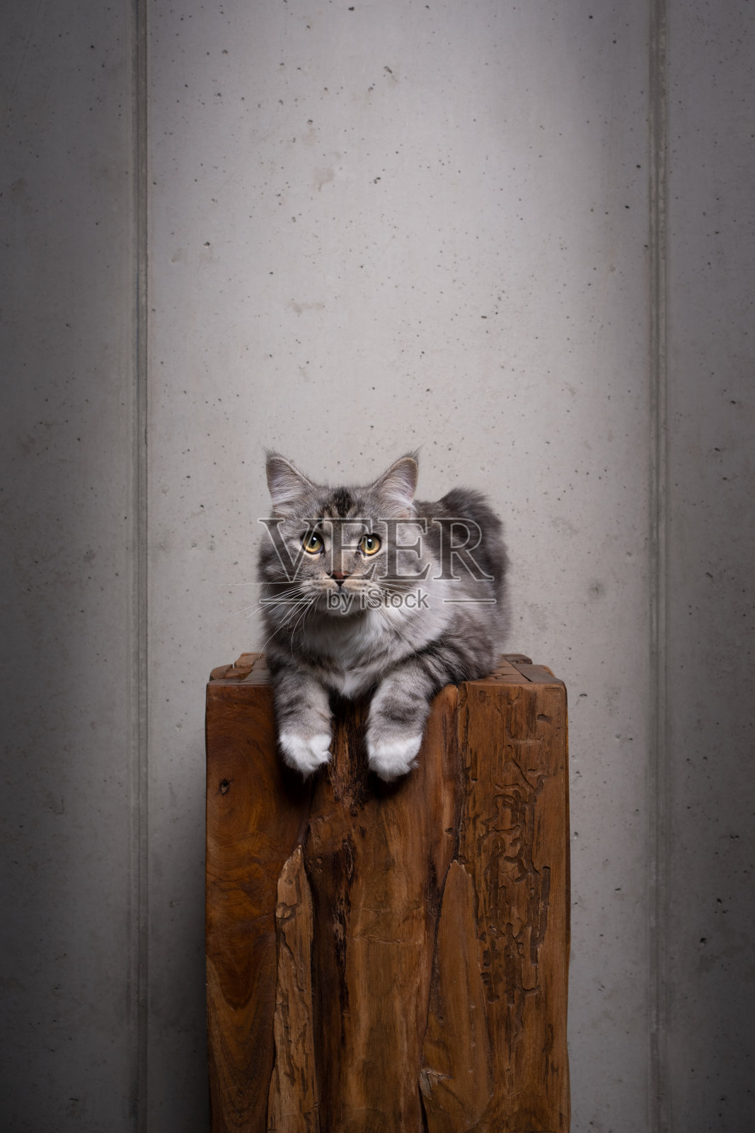 缅因猫在木讲台上照片摄影图片