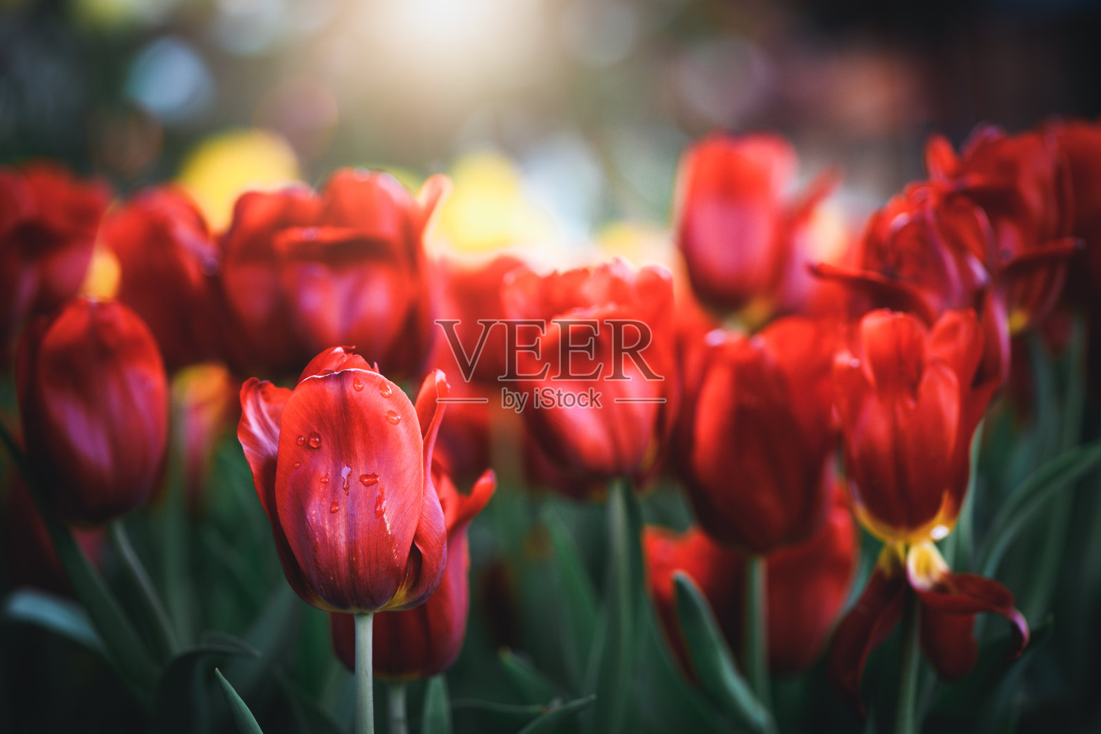 美丽的红色郁金香花在花园与光和散景,花的背景照片摄影图片