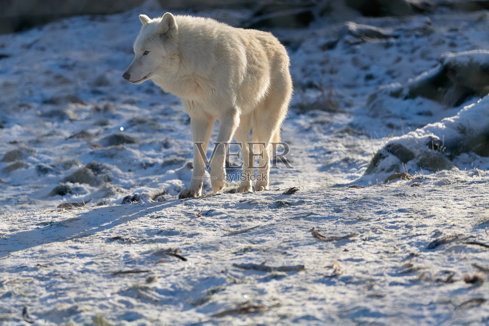 白乌尔夫照片摄影图片