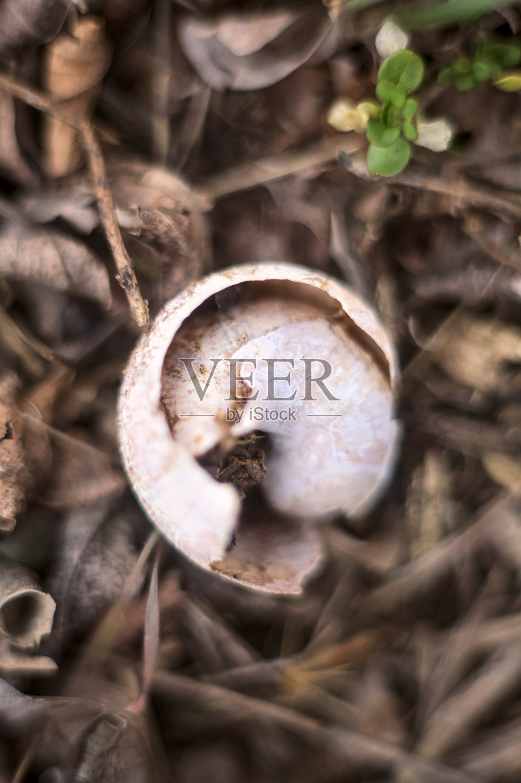 近距离看地上的蜗牛壳照片摄影图片