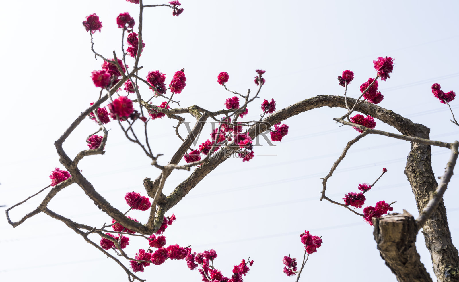 红梅照片摄影图片