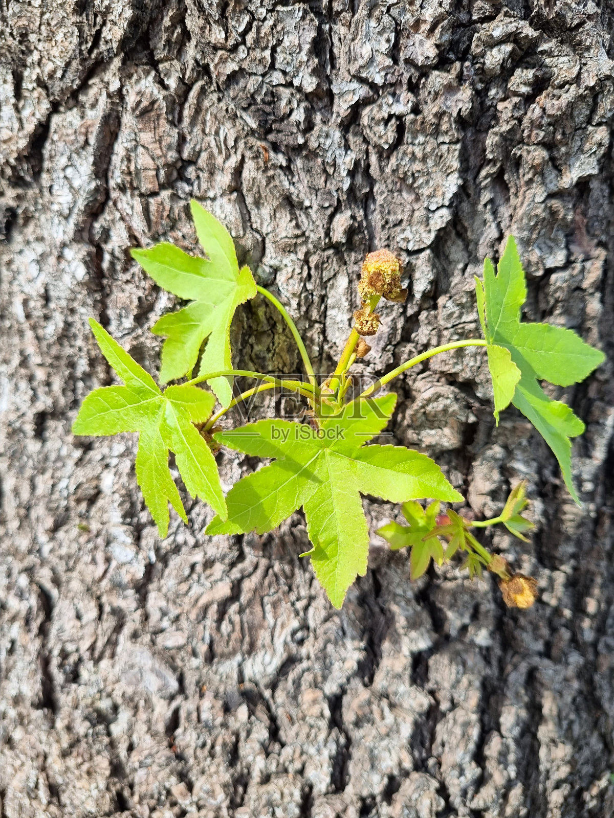 梧桐树上的新生命照片摄影图片