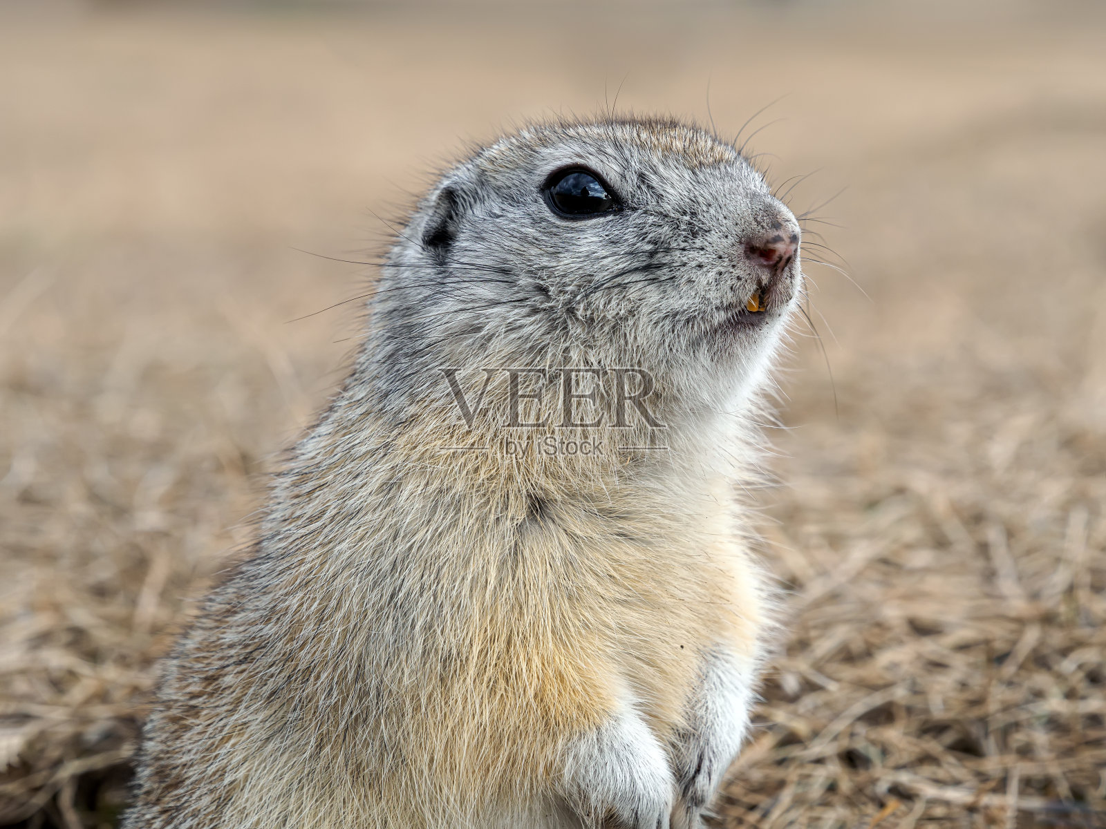 草坪上的地鼠正看着摄像机。冬眠后叫醒啮齿动物。一个啮齿动物的特写。照片摄影图片