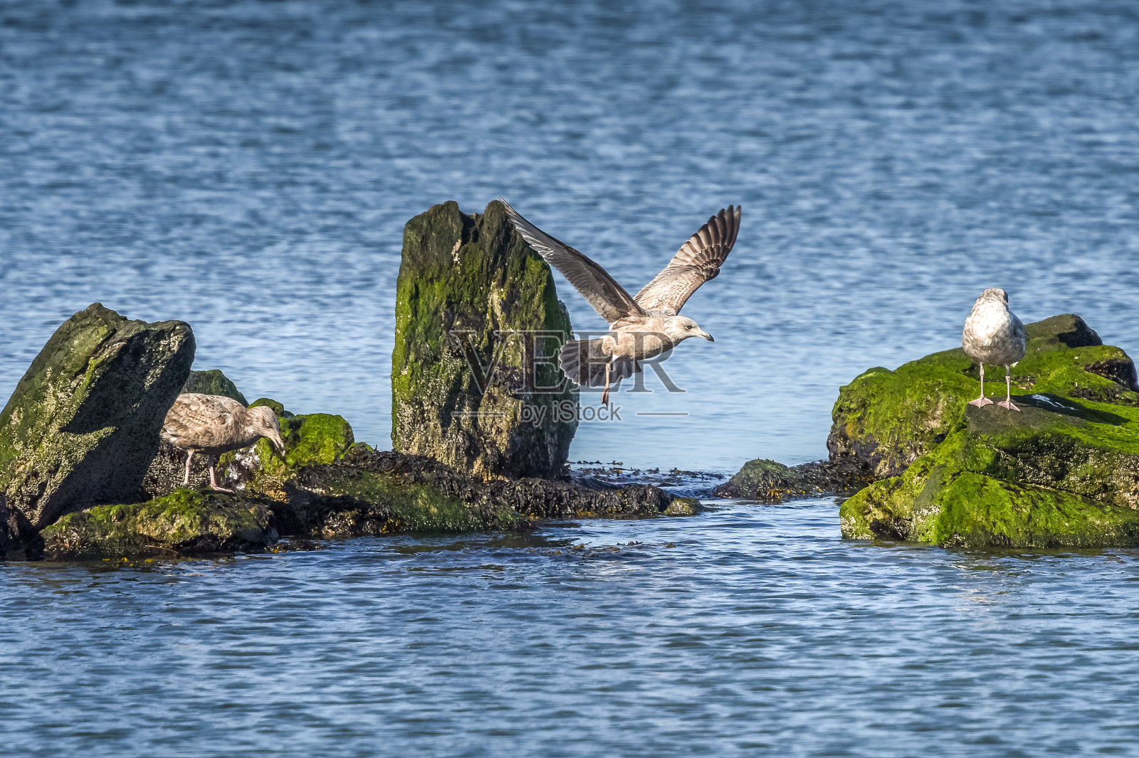 桑迪胡克野生动物照片摄影图片