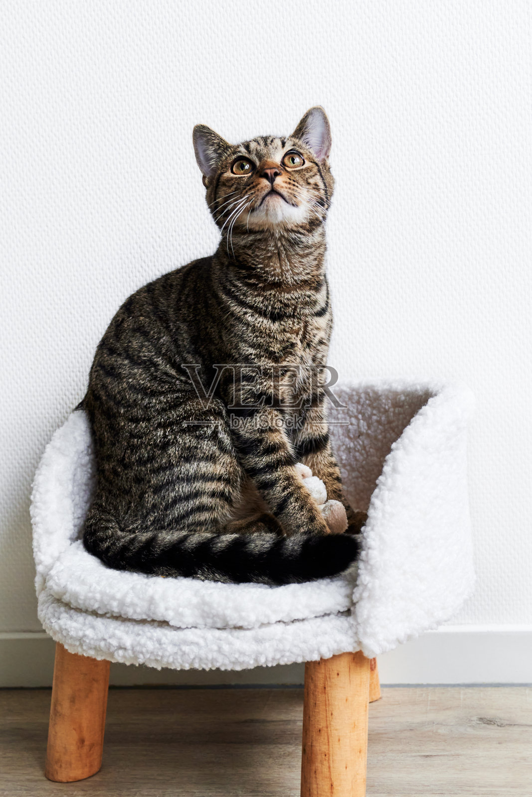 灰色条纹猫坐在它的小椅子上,看着肖像特写照片摄影图片