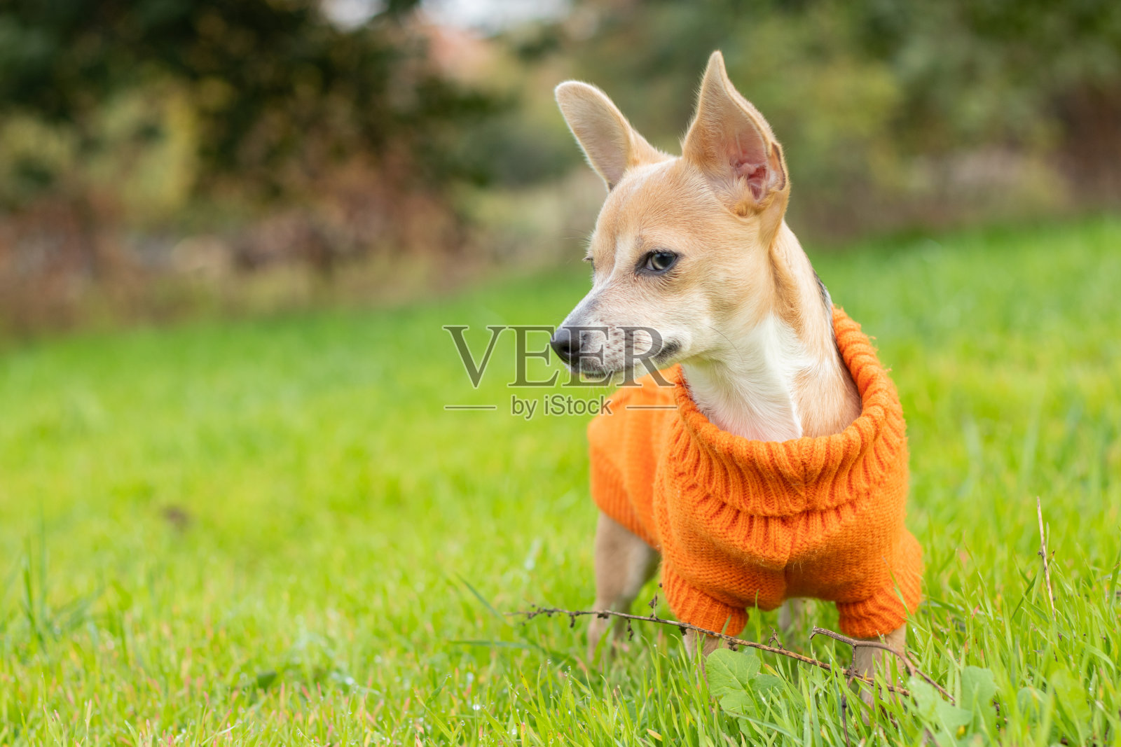 在乌克兰的一个公园里,一只穿着夹克的吉娃娃狗站在绿色的草地上照片摄影图片