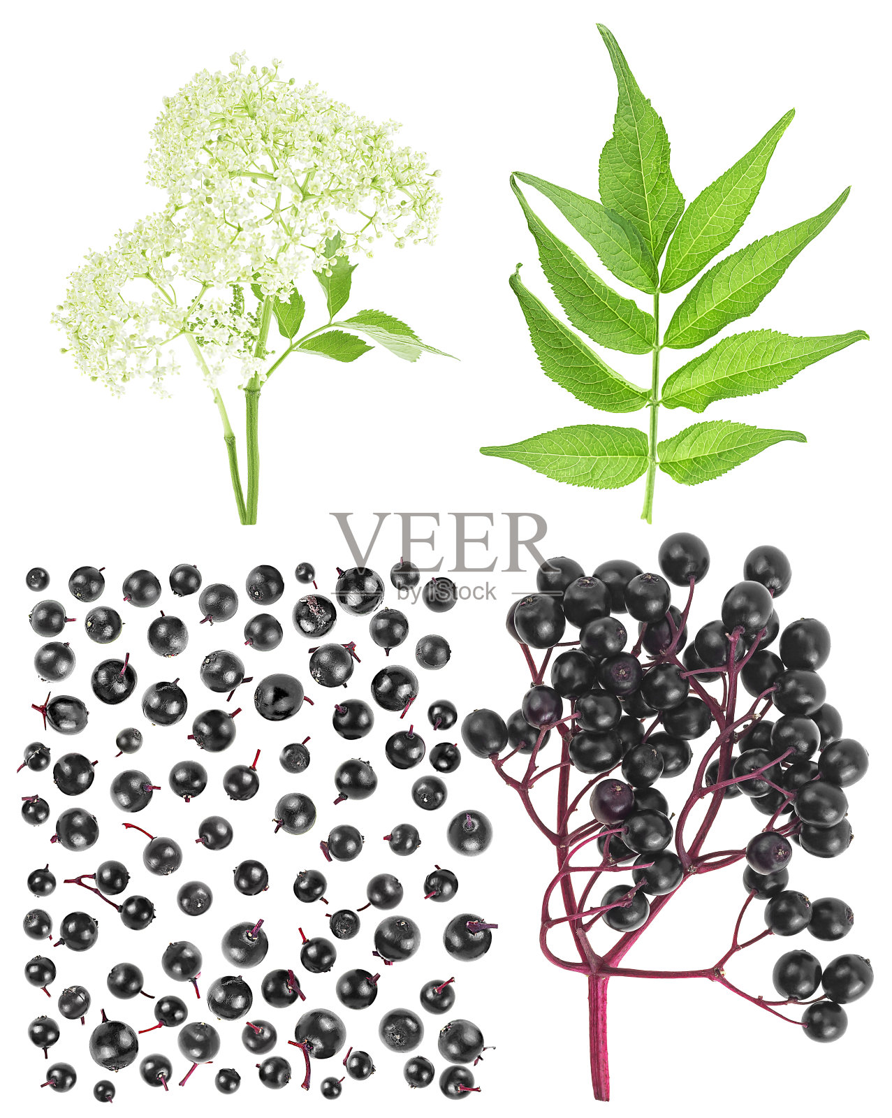 接骨木花,接骨木叶和接骨木黑浆果。欧洲的接骨木。照片摄影图片