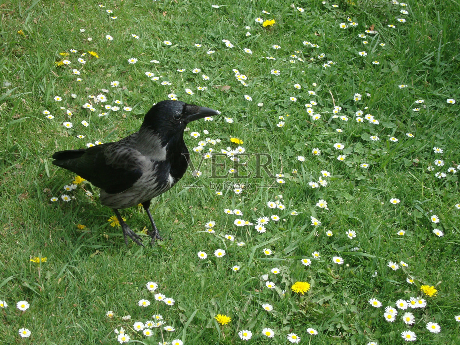 黑乌鸦照片摄影图片