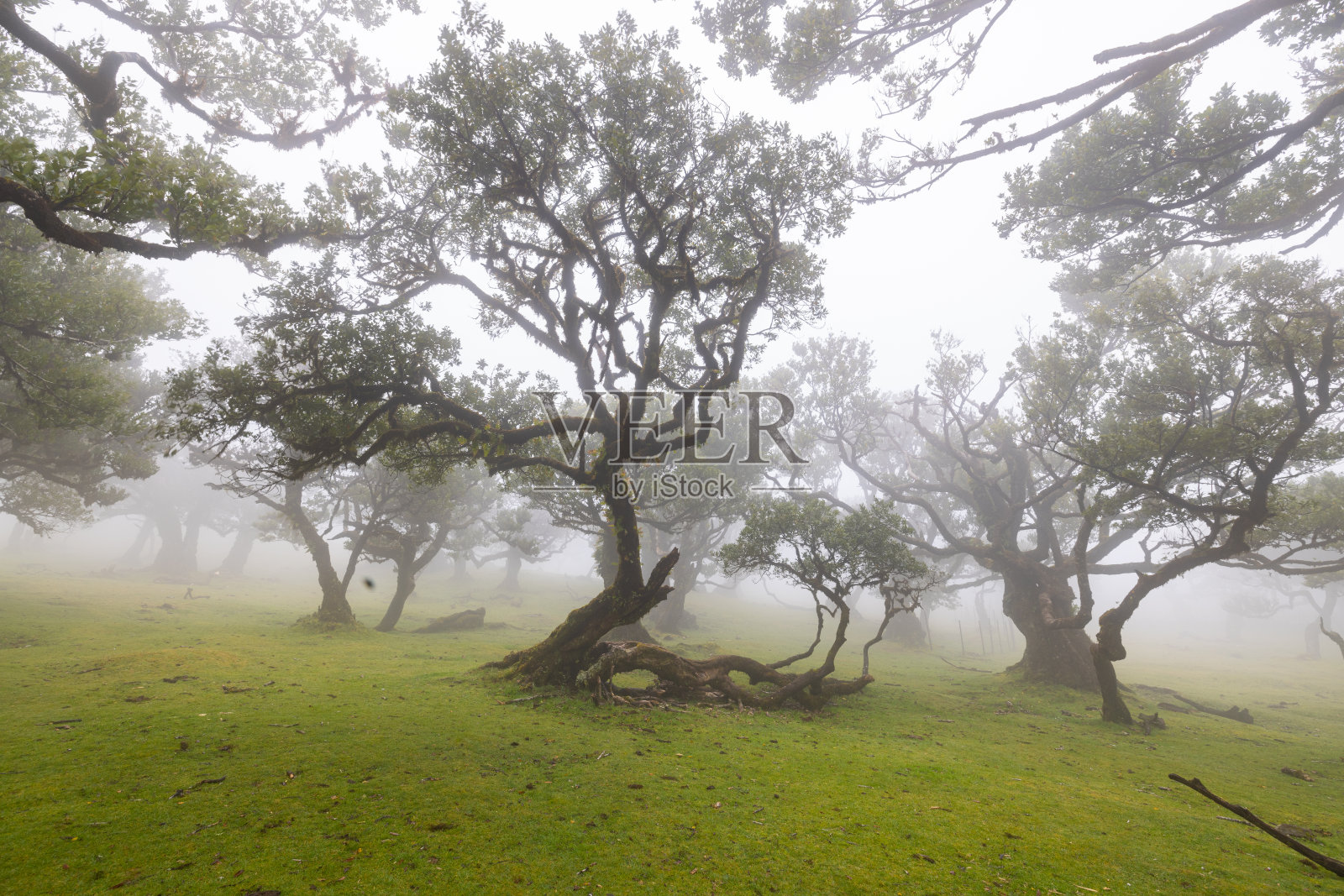 在马德拉岛的迷雾中,一个神秘的森林叫做Fanal。照片摄影图片