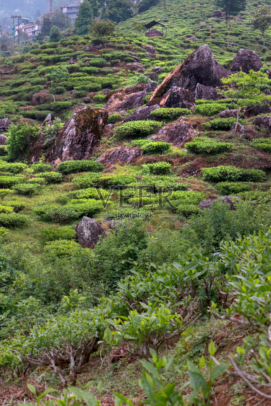大吉岭栗城的乡村景观照片摄影图片