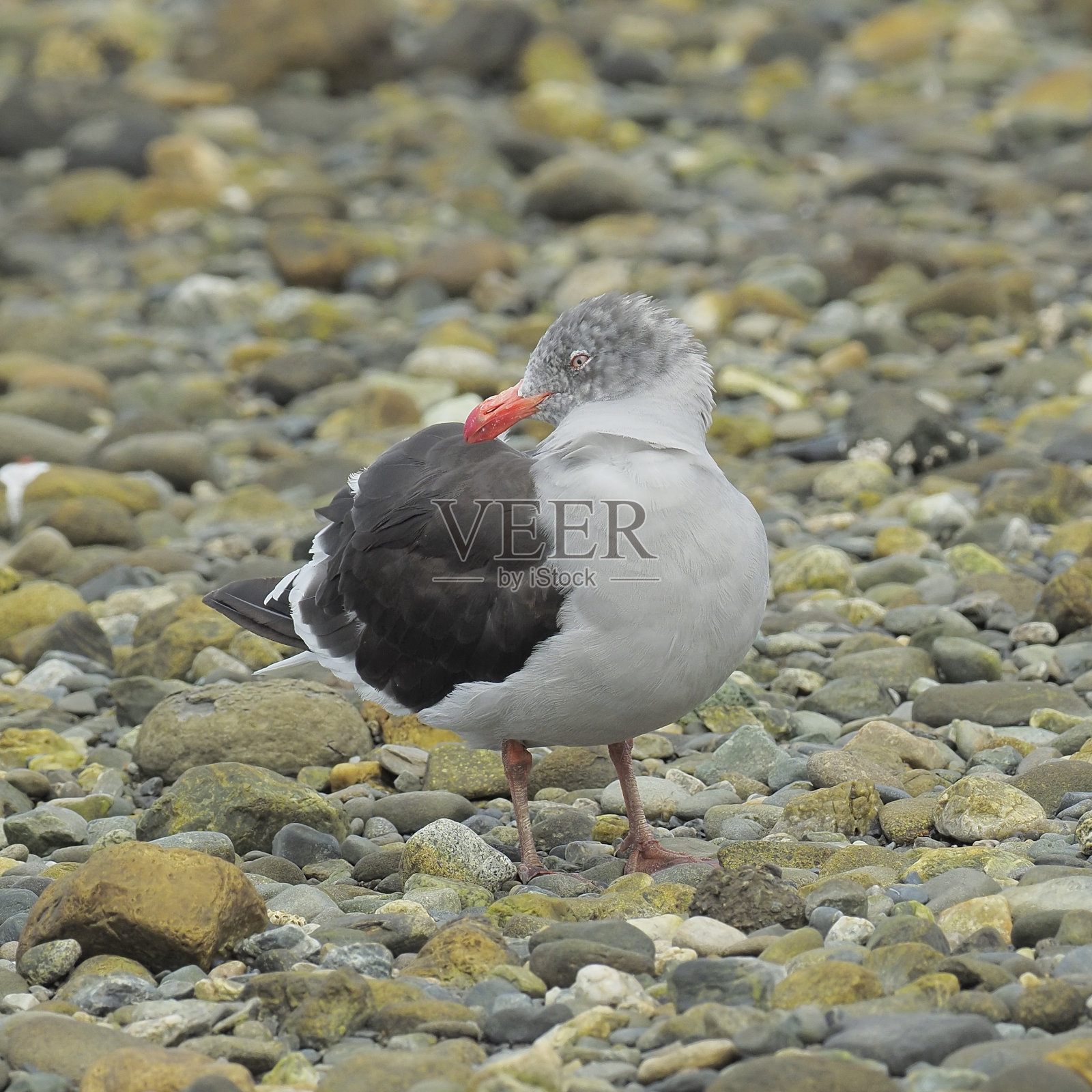 一只亚成年海豚鸥在智利巴塔哥尼亚海滩上整理羽毛照片摄影图片