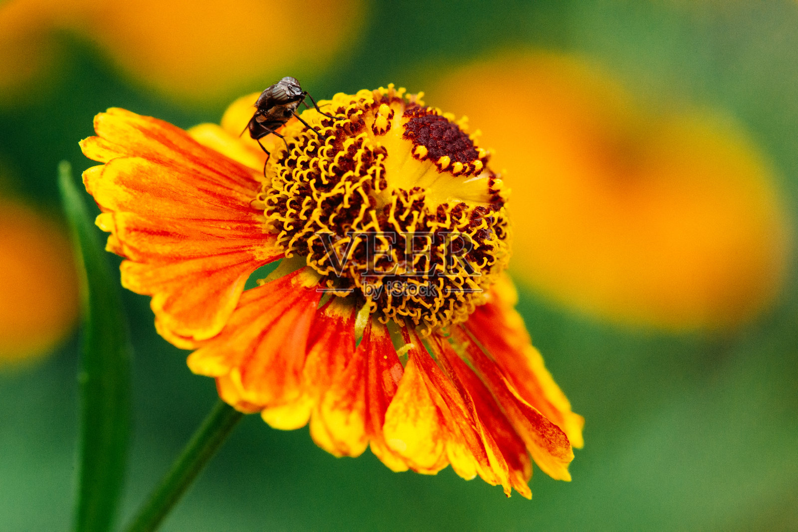 一朵苍穹花和一只苍蝇的鲜红色正坐在上面照片摄影图片