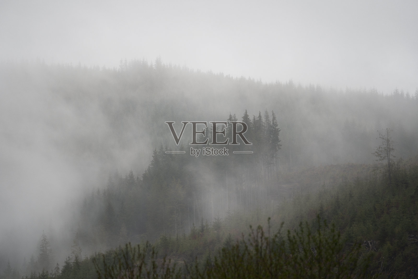 温哥华岛雾山雨林照片摄影图片