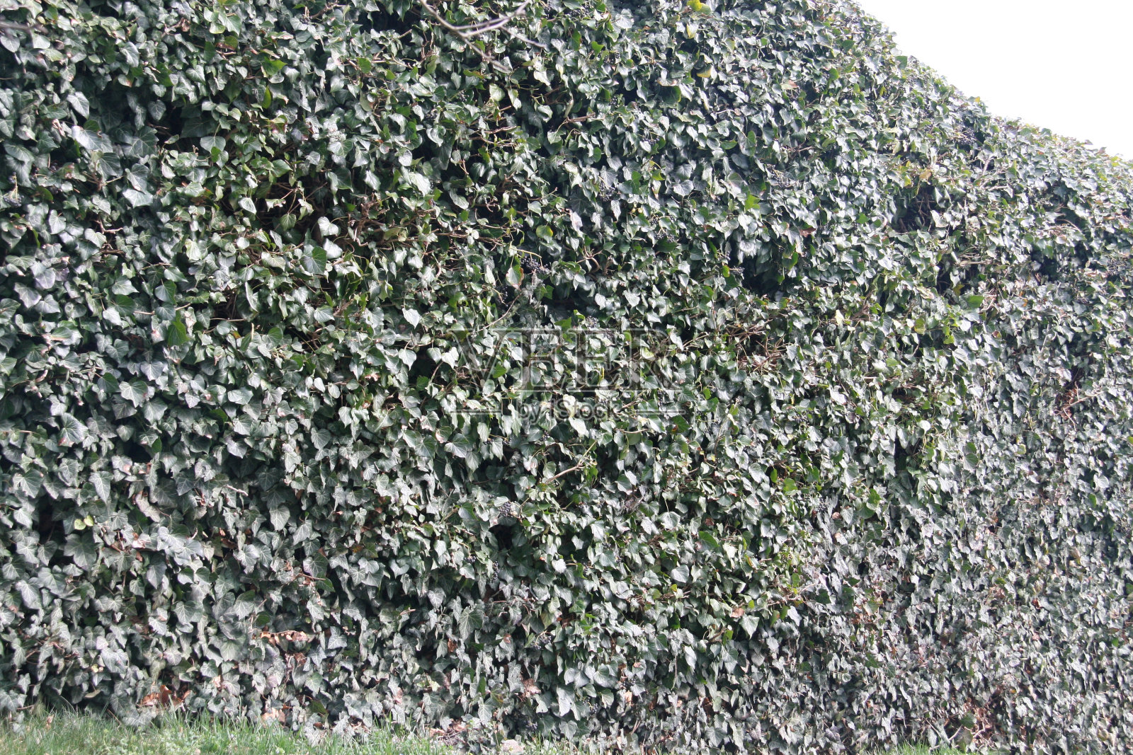 墙上完全爬满了常春藤照片摄影图片