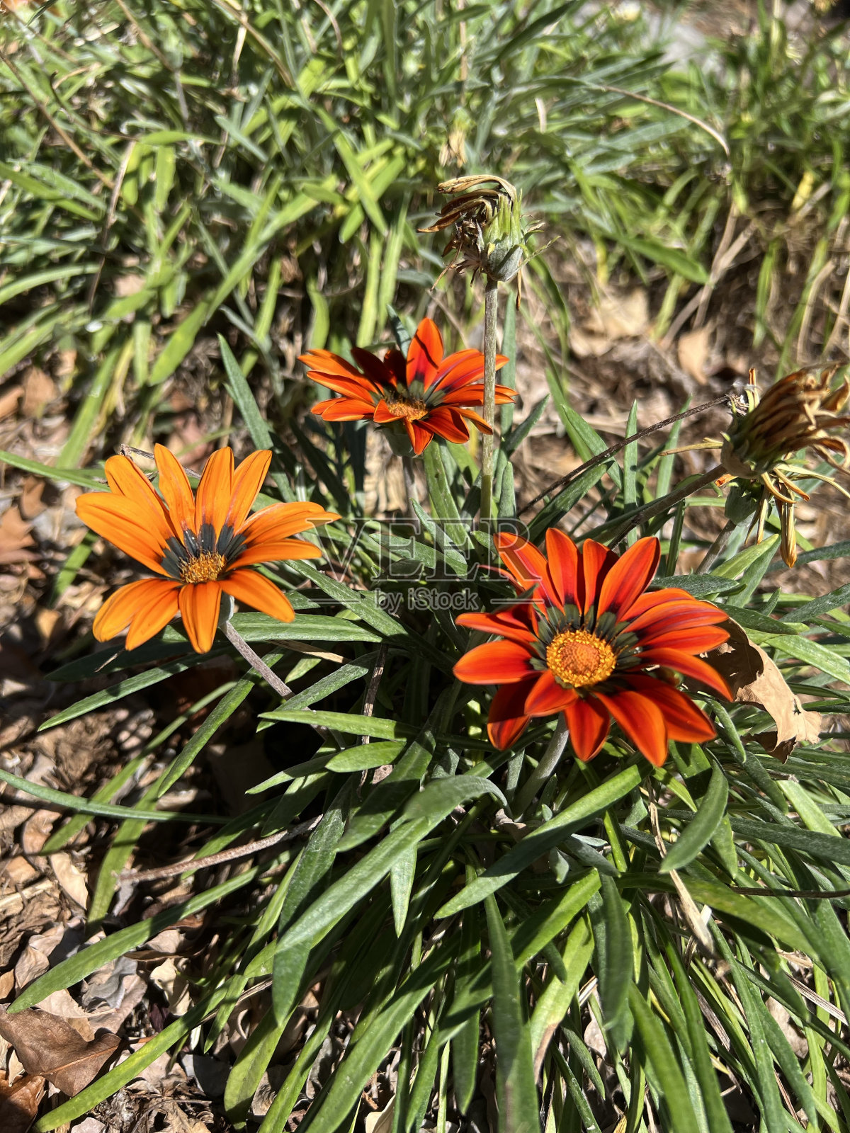 雏菊花照片摄影图片