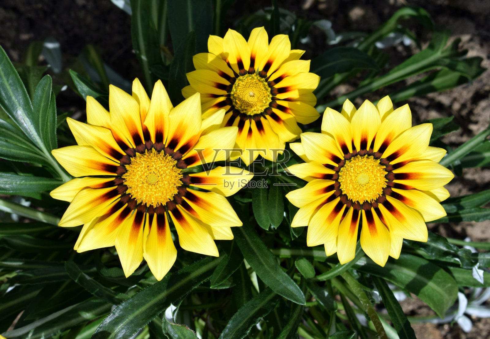 亮黄色的美丽的gazania花照片摄影图片