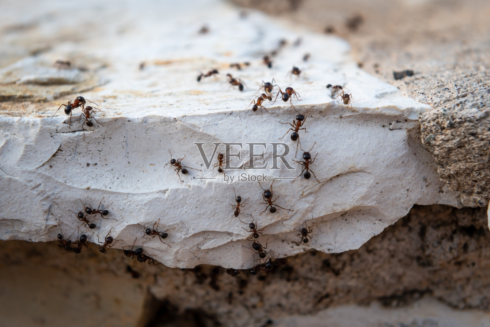 一群排成一行行进的蚂蚁。照片摄影图片