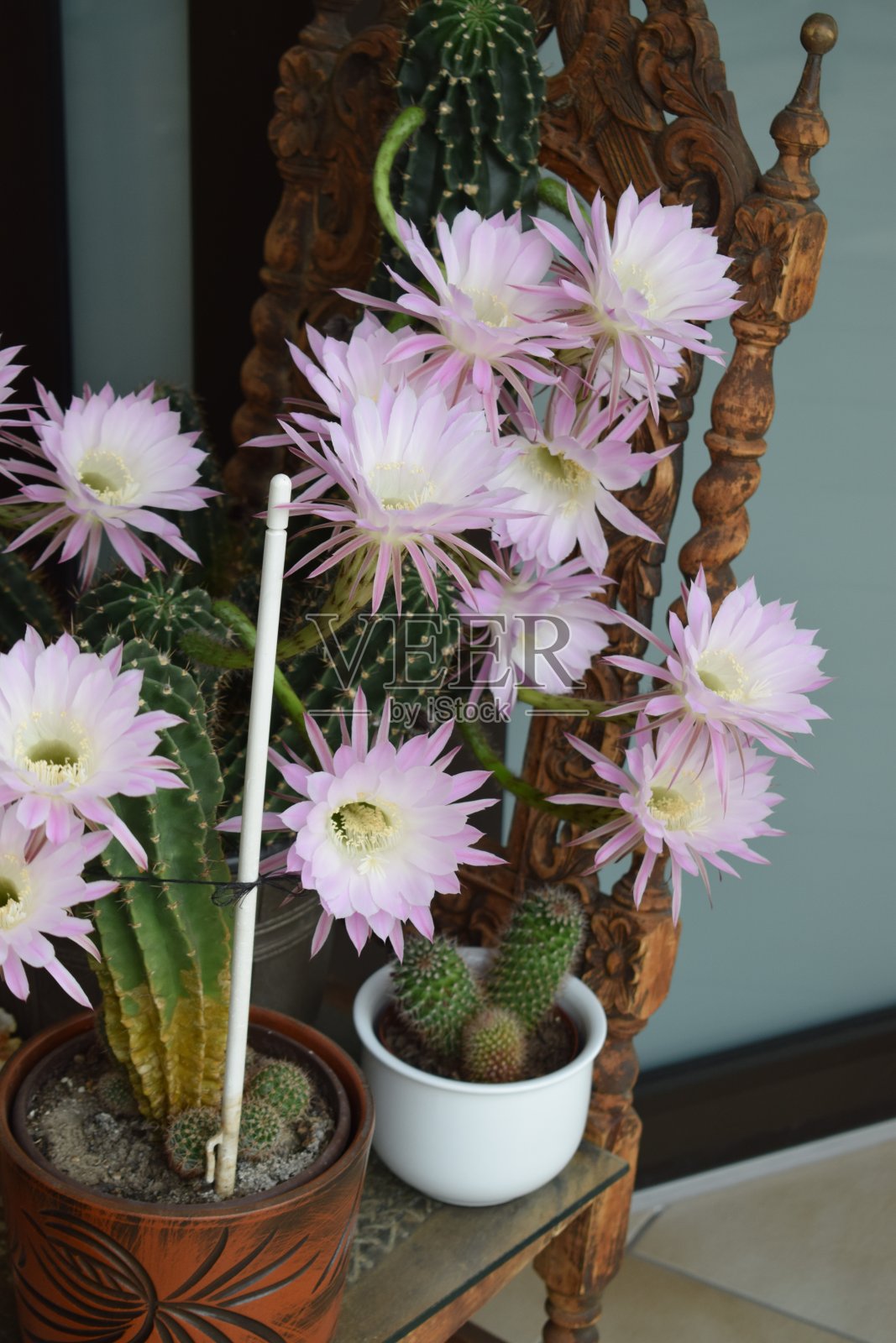 粉色仙人掌花照片摄影图片