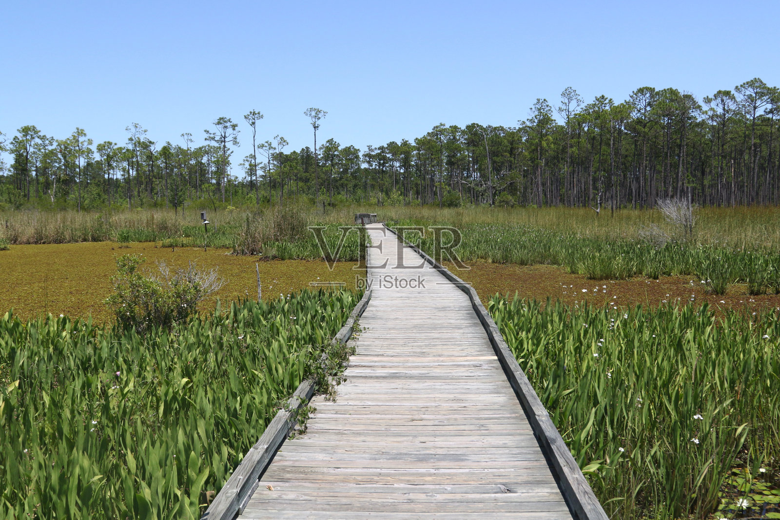 路易斯安那州大布兰奇沼泽国家野生动物保护区的木板路照片摄影图片