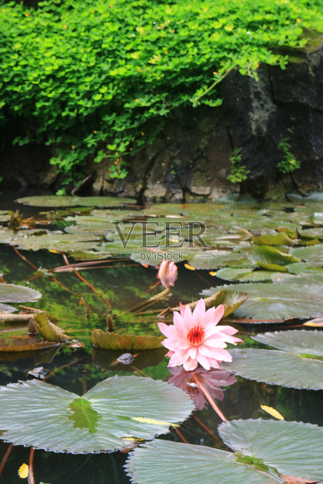 明亮的粉红色照片摄影图片