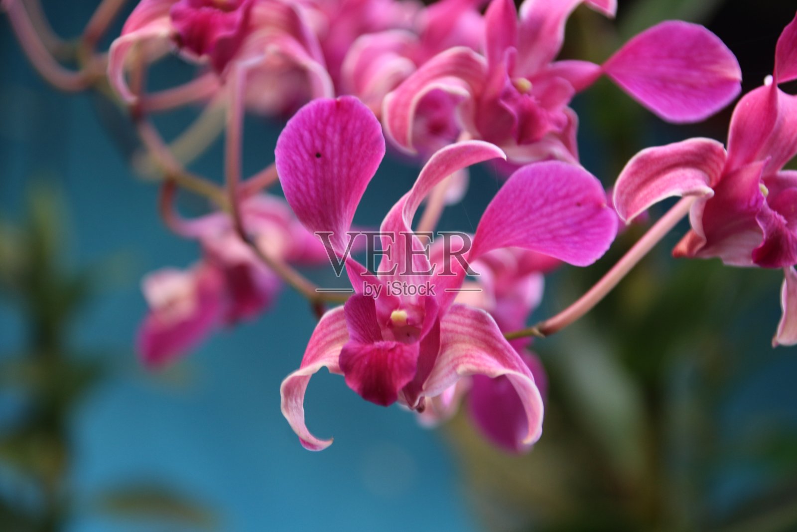 牛头石斛兰照片摄影图片