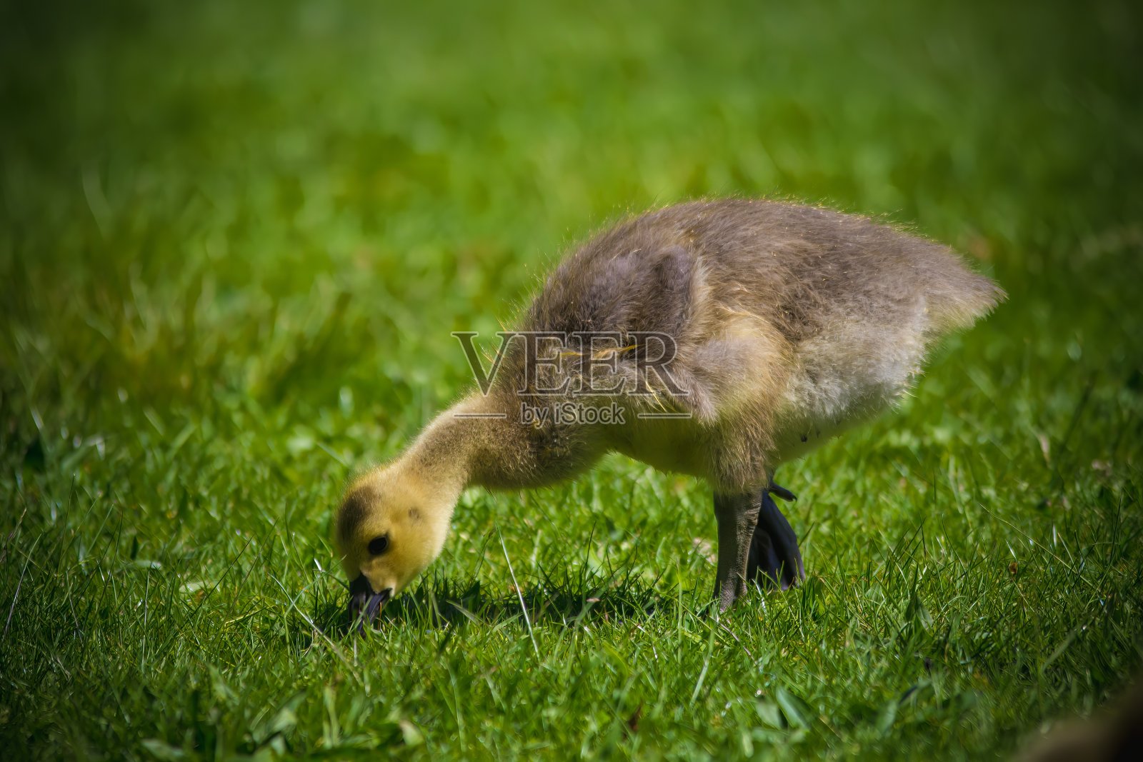 加拿大鹅宝宝照片摄影图片