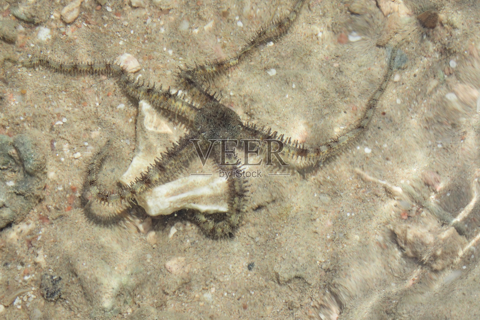 海滩上的黑色海星照片摄影图片