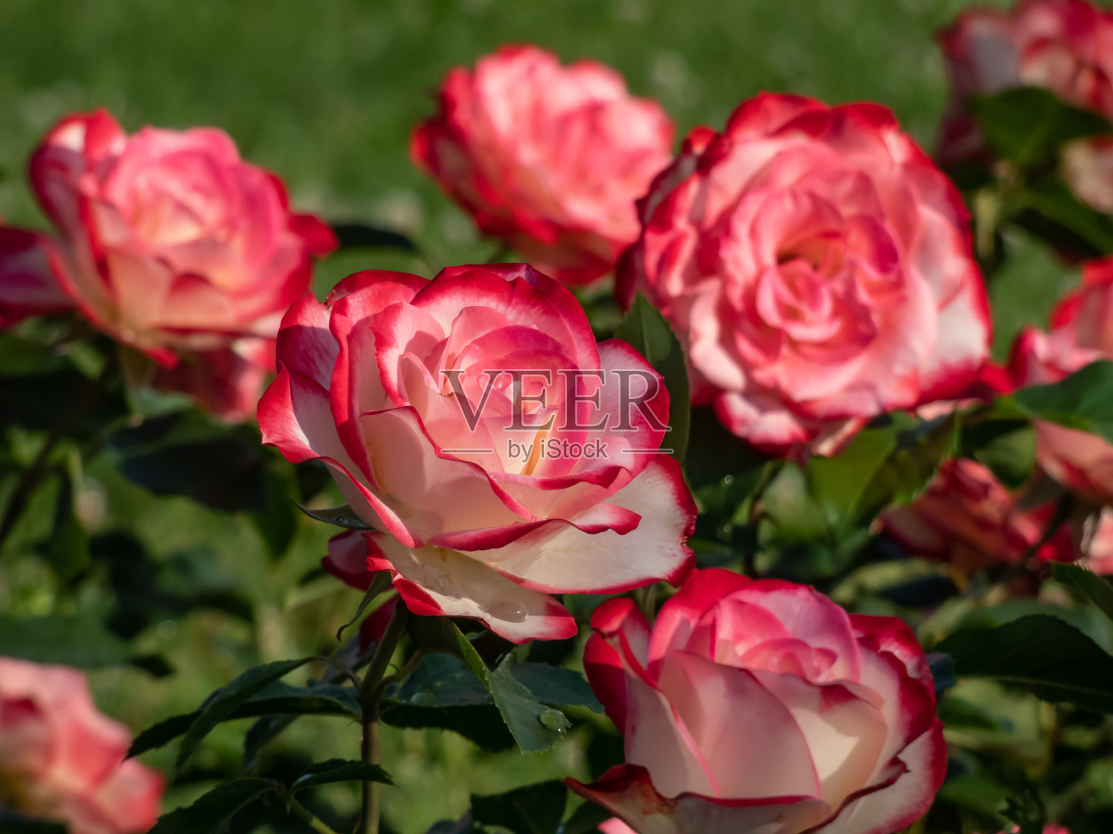 独特的双色白红边花束玫瑰“摩纳哥王子的禧年”。花园里的花朵盛开,在明亮的阳光下,从黄到白,边缘呈朱红色照片摄影图片