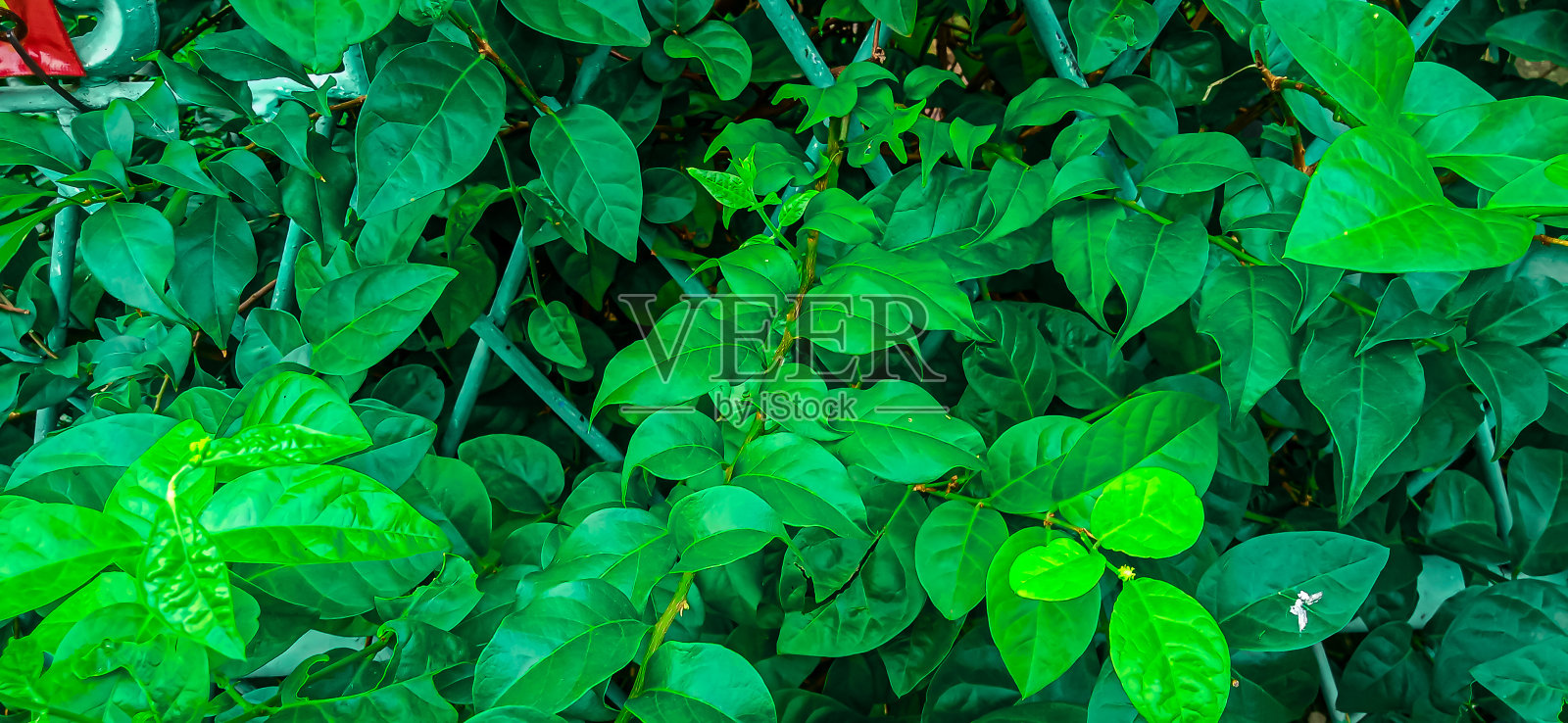 绿色树叶在黑暗背景上的特写照片照片摄影图片