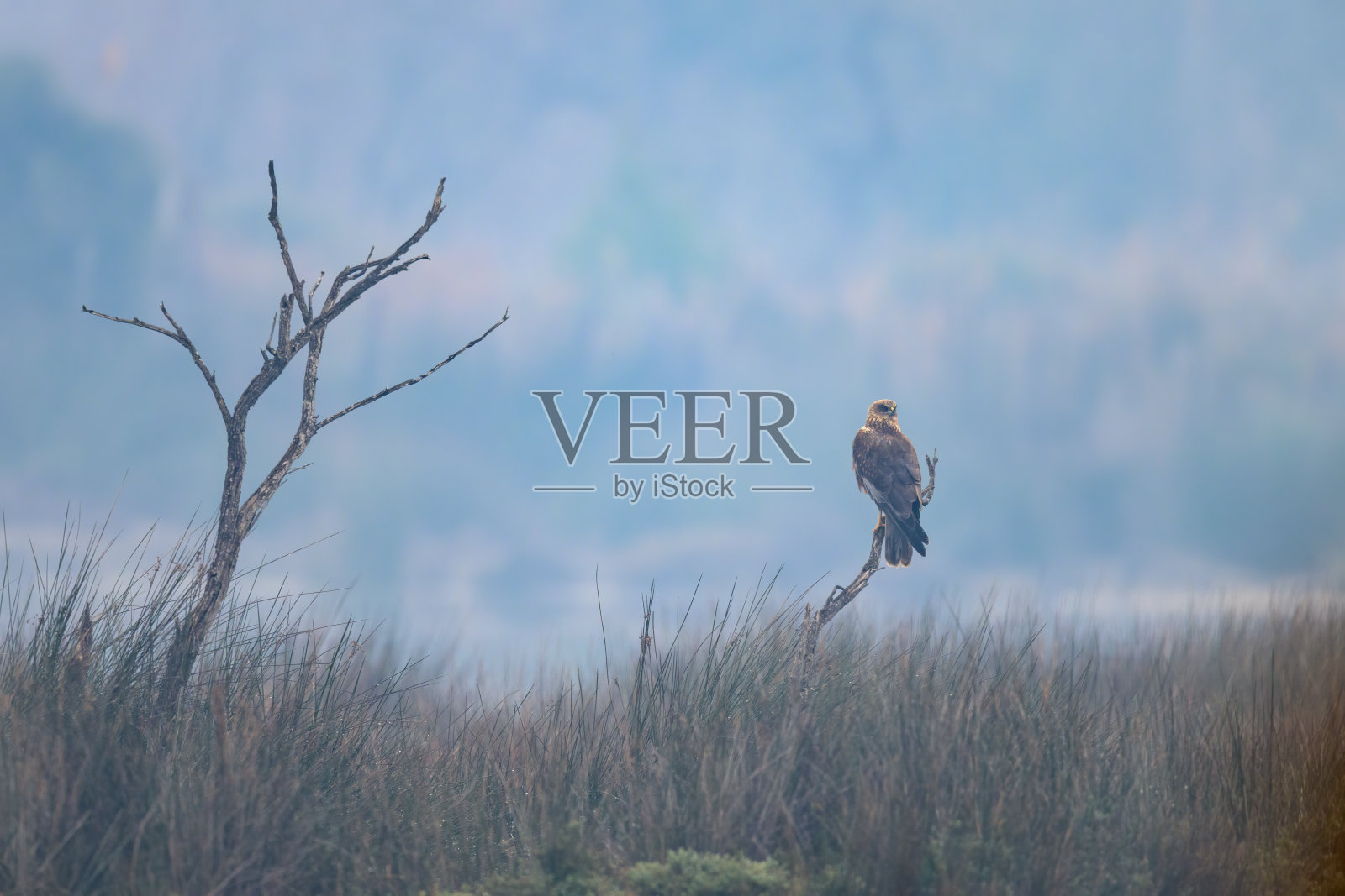 一只西部沼泽鹞在树枝上休息照片摄影图片