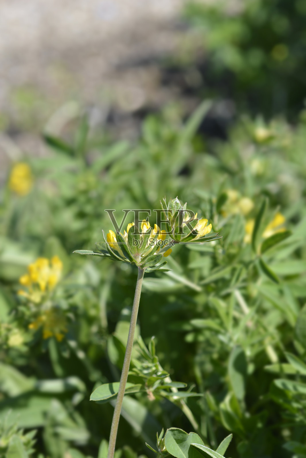 喀尔巴阡野芸香照片摄影图片