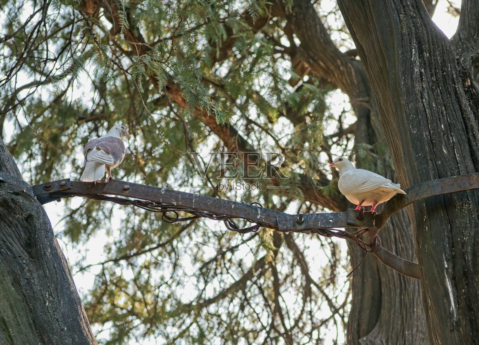 白色的鸽子照片摄影图片